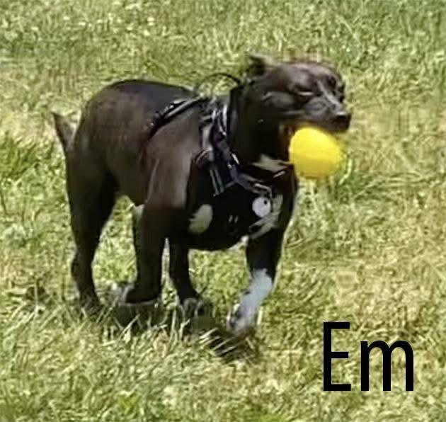 Em, a ADOPTABLE mixed breed in Avondale, PA image 4/4