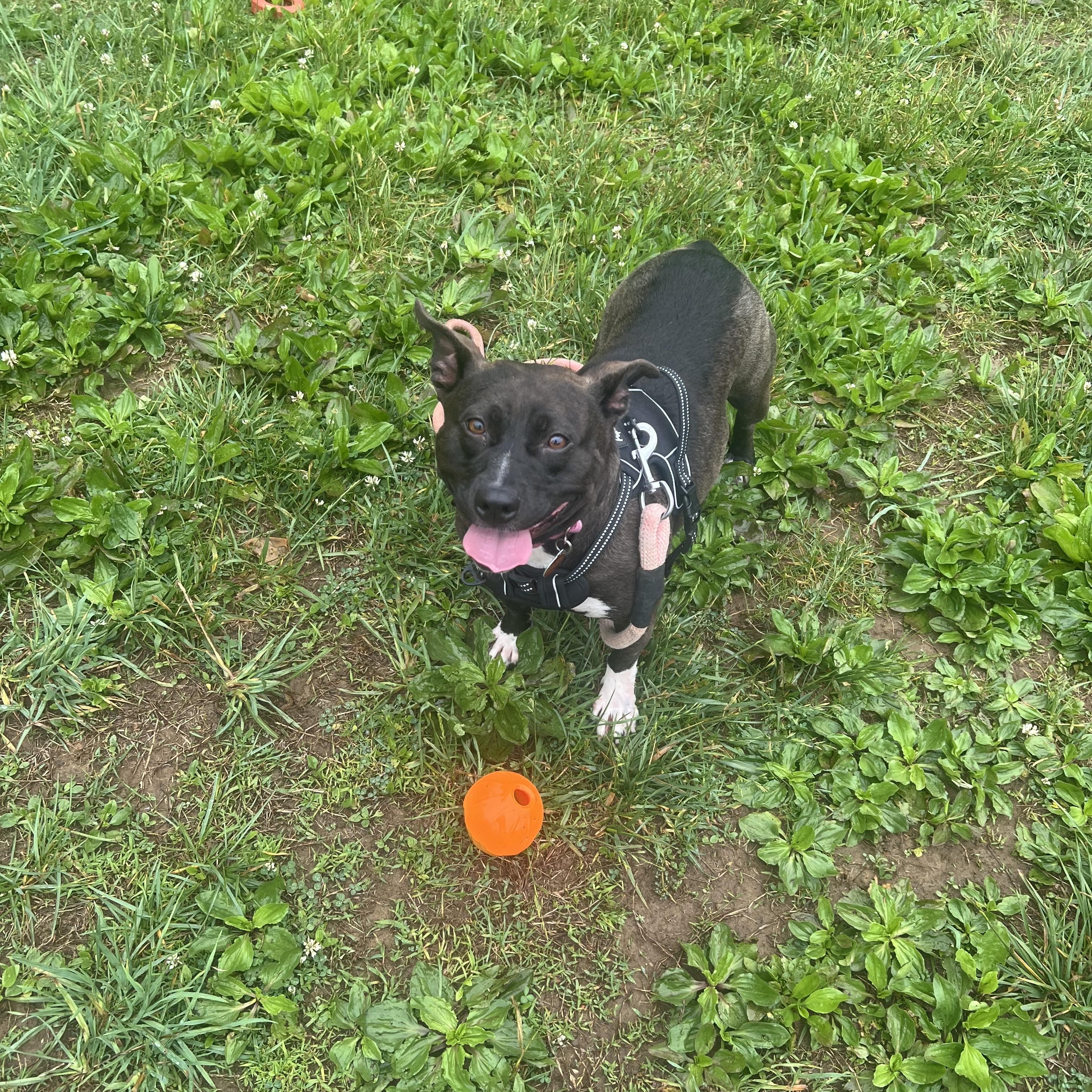 Em, ADOPTABLE, Adult Female Pit Bull Terrier.