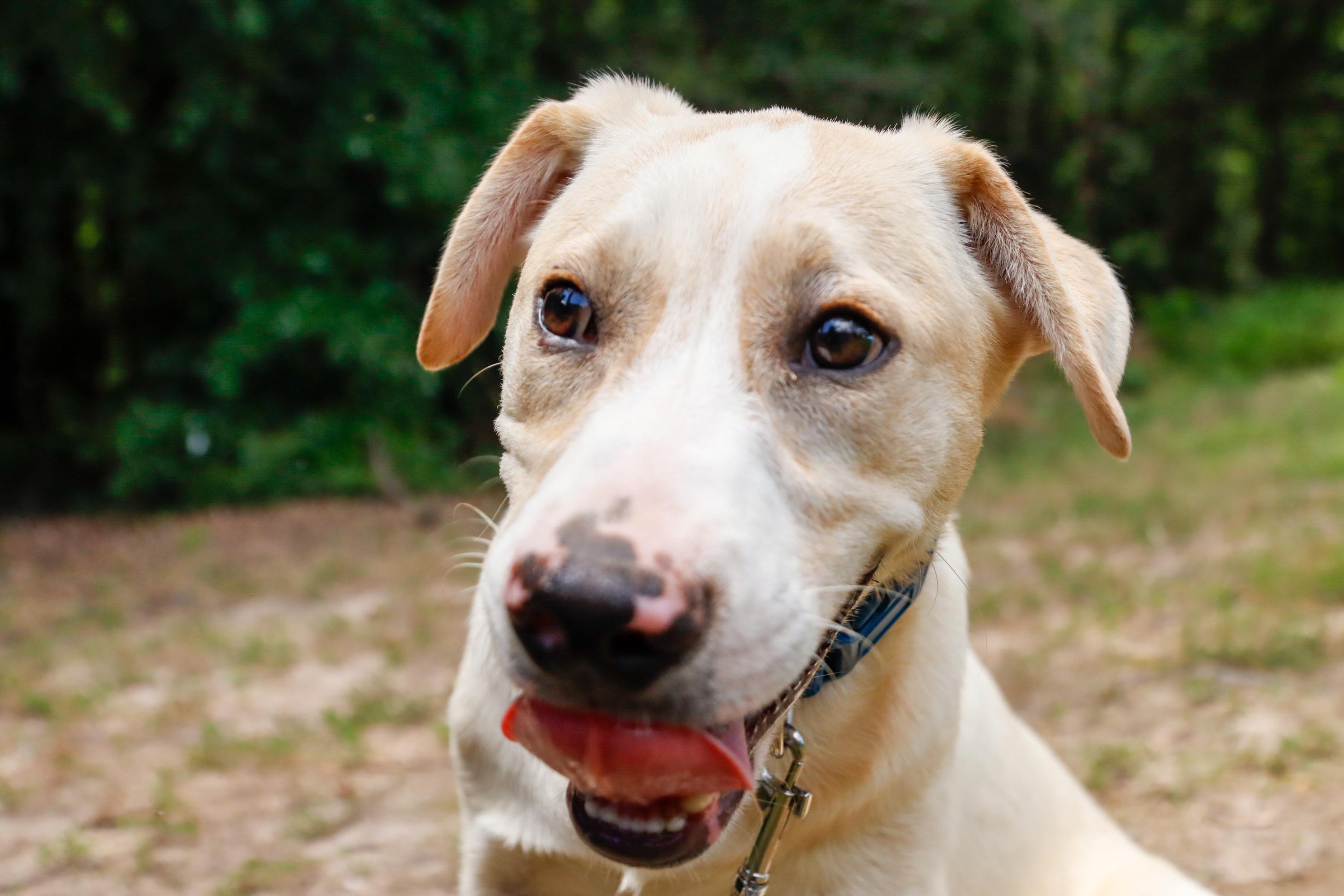 BENTLEY, Baby Male Yellow Labrador Retriever