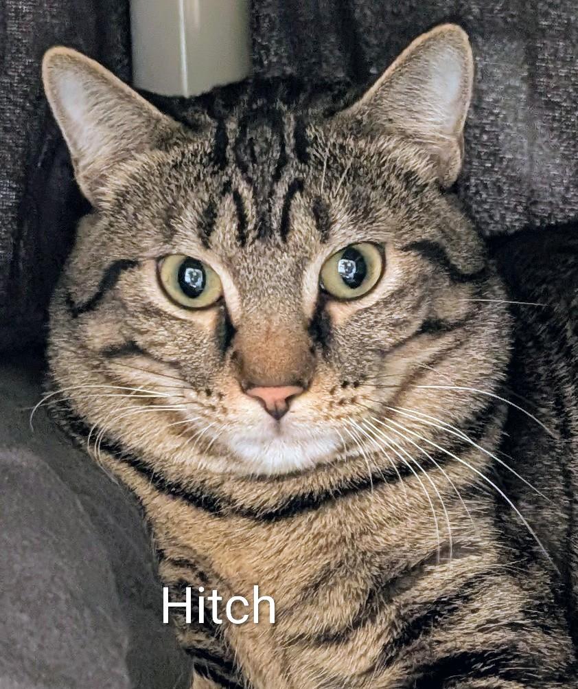 Hitch, adopted, Adult Male Domestic Short Hair.