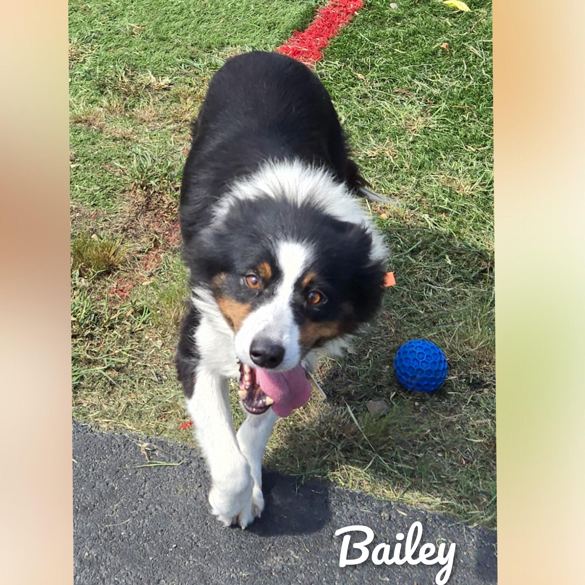 Bailey