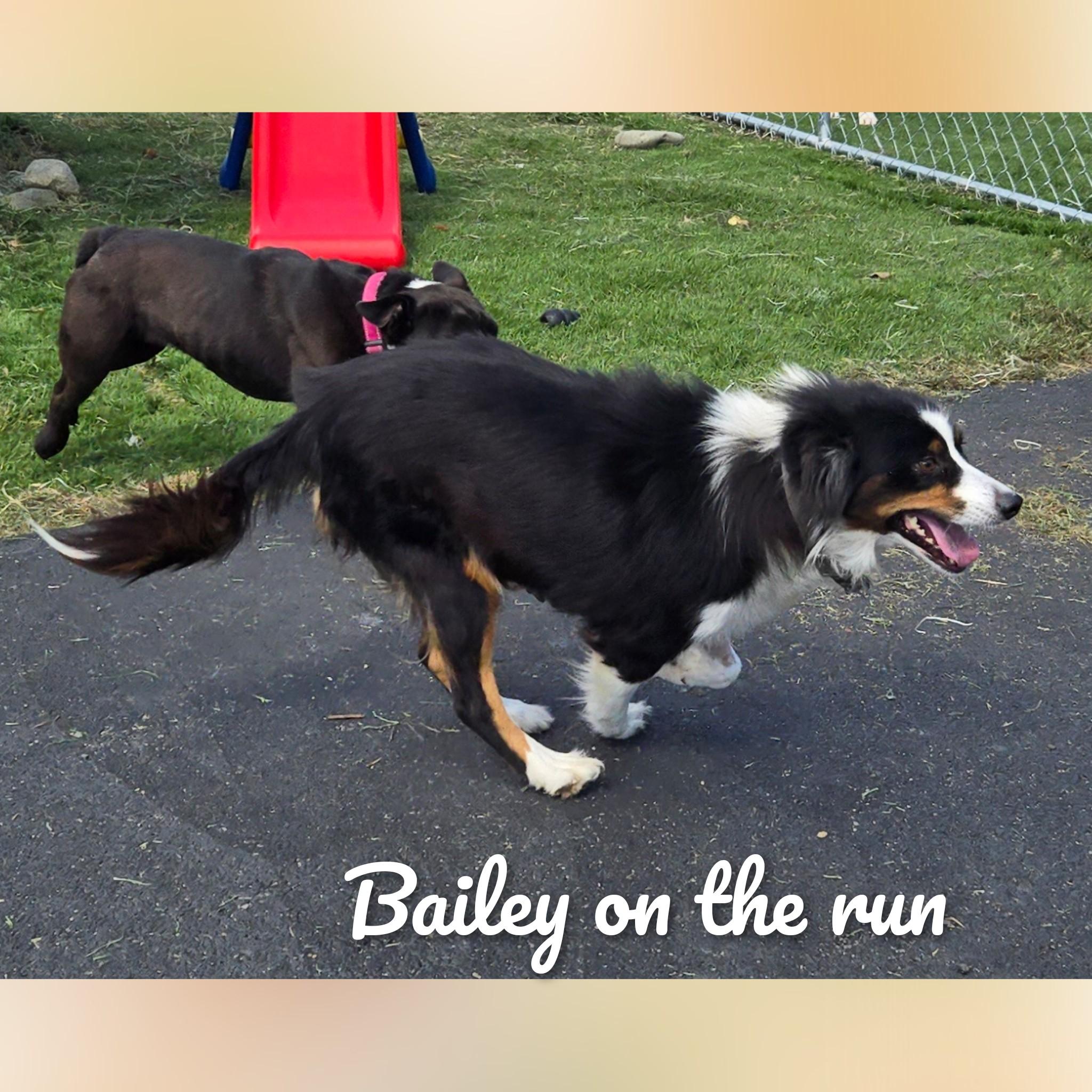 Bailey