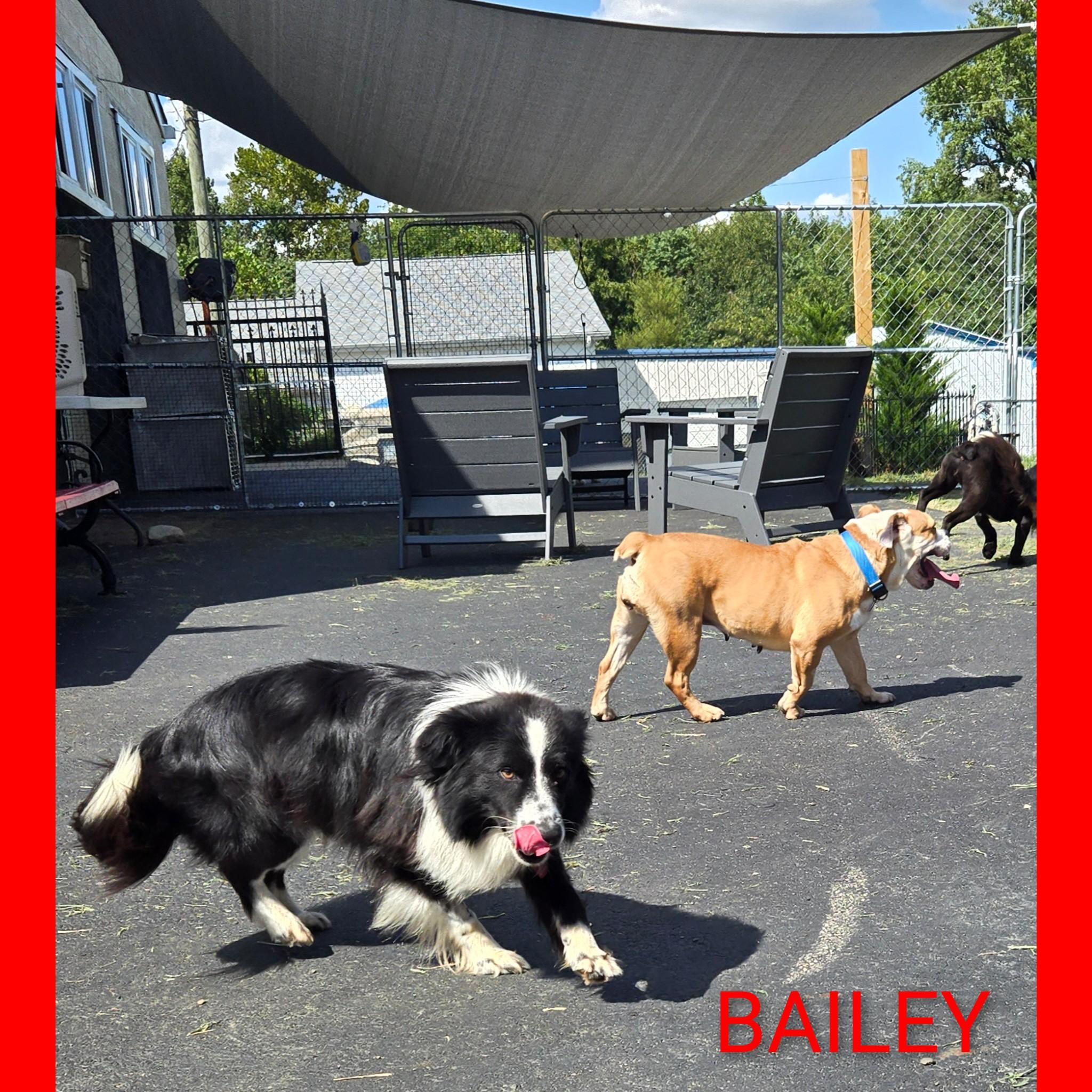 Bailey