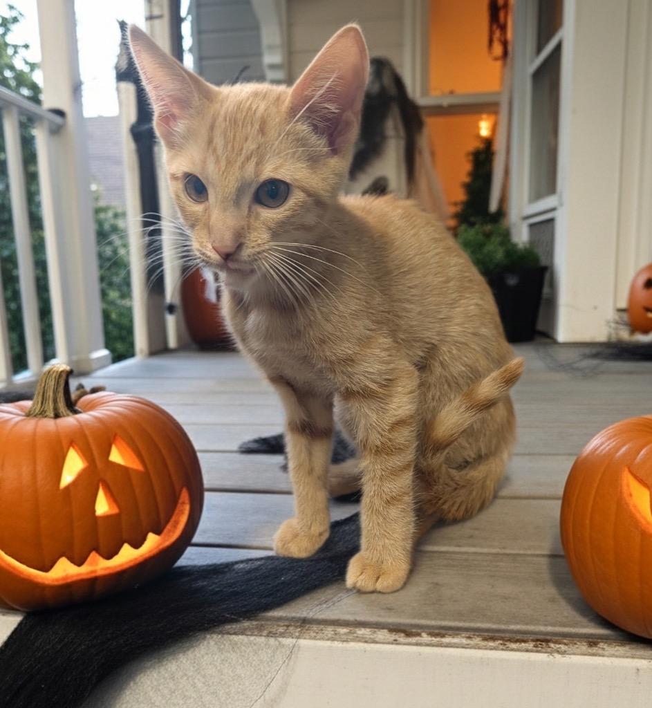 Enlarge Ginny-Friendly and Sweet!, a Adopted mixed breed in Fort Myers, FL image 1/2