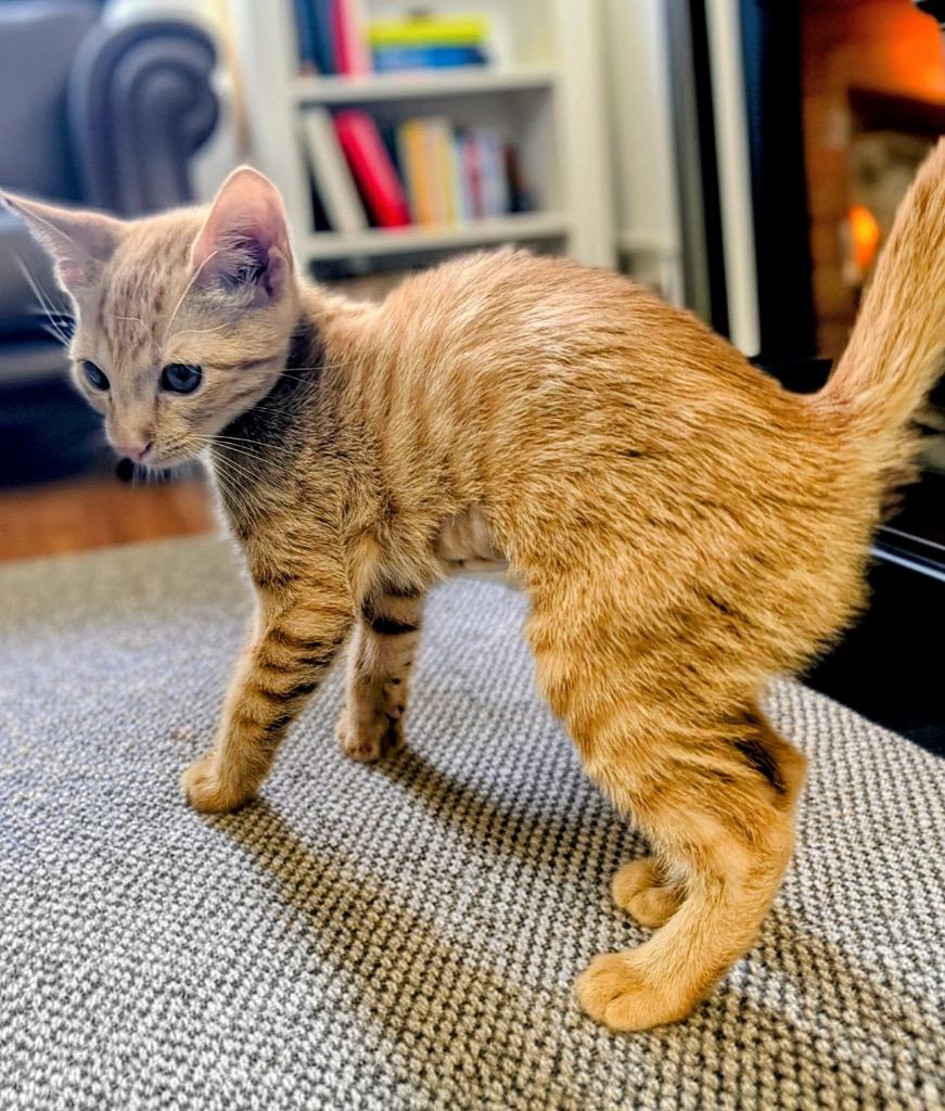 Enlarge Ginny-Friendly and Sweet!, a Adopted mixed breed in Fort Myers, FL image 2/2