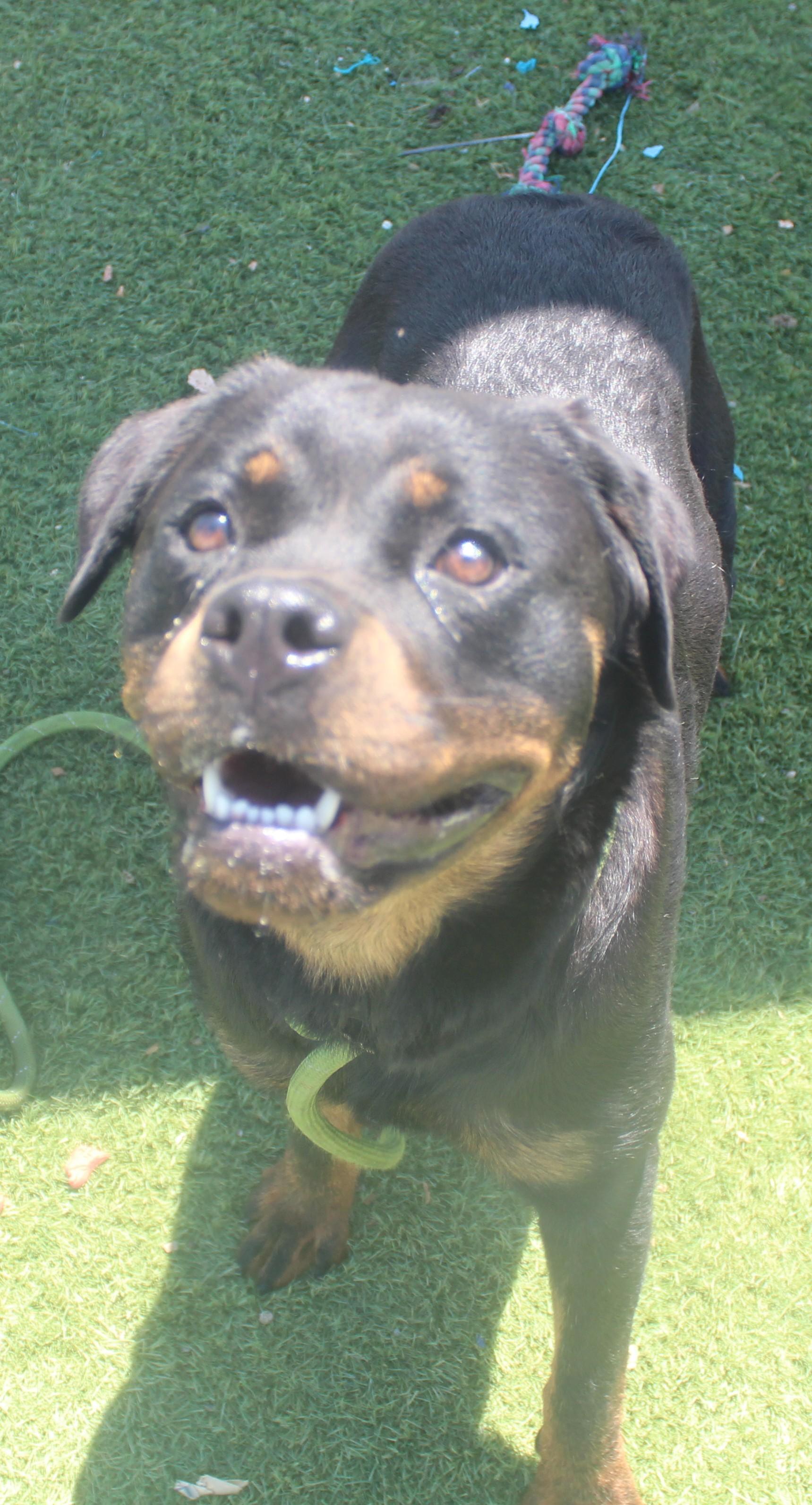 MAY (AVAILABLE 06/20/2026) ***ADOPTIONS FEES WAIVED***, ADOPTABLE, Young Female Rottweiler.