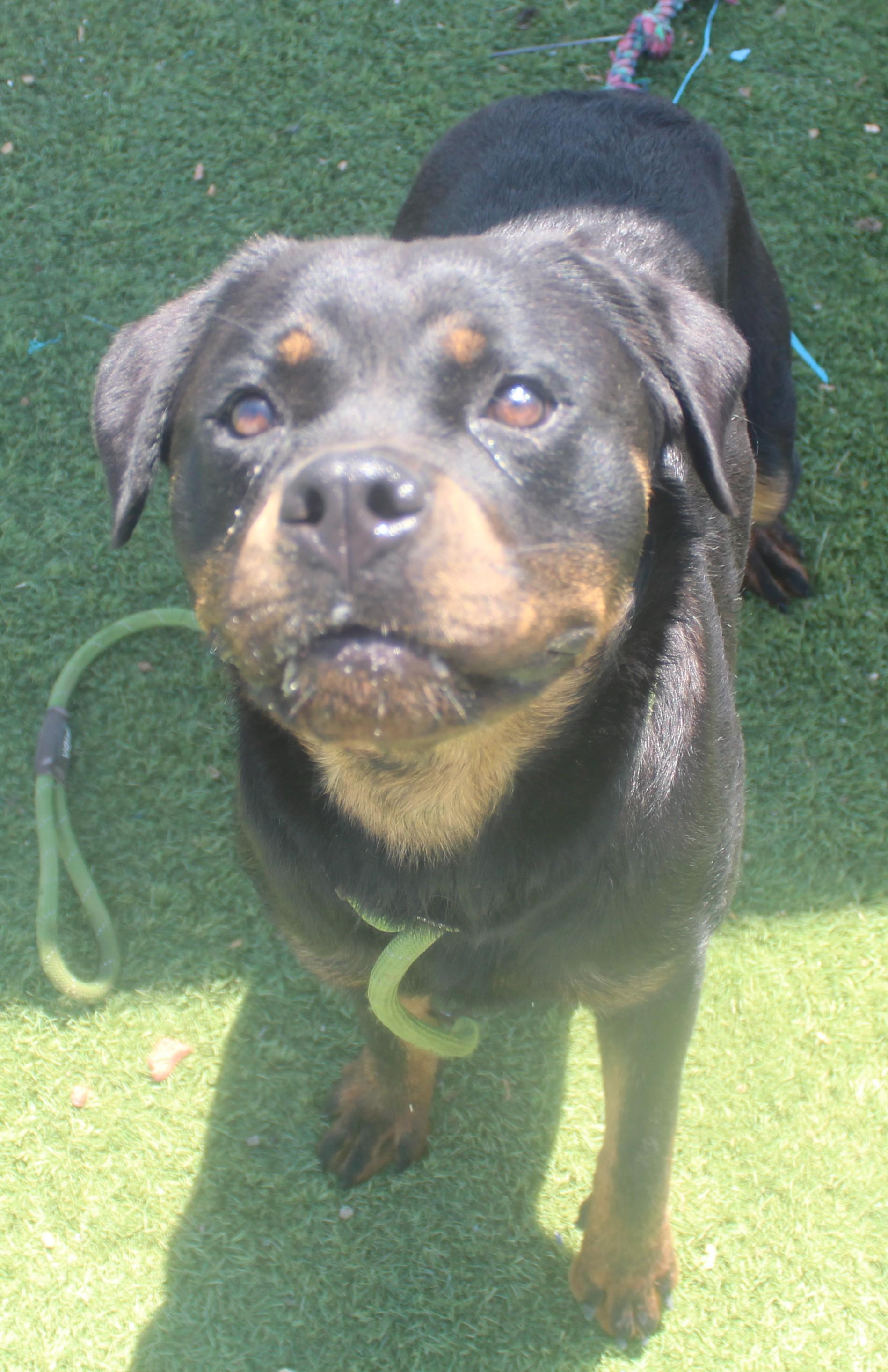 Enlarge MAY (AVAILABLE 06/20/2026) ***ADOPTIONS FEES WAIVED***, a ADOPTABLE Rottweiler in Wasco, CA image 2/5