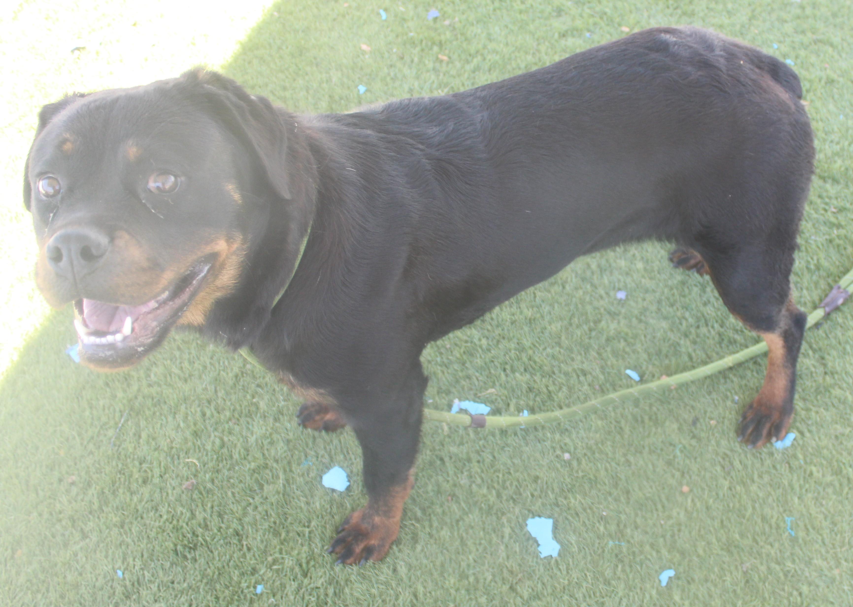 Enlarge MAY (AVAILABLE 06/20/2026) ***ADOPTIONS FEES WAIVED***, a ADOPTABLE Rottweiler in Wasco, CA image 4/5
