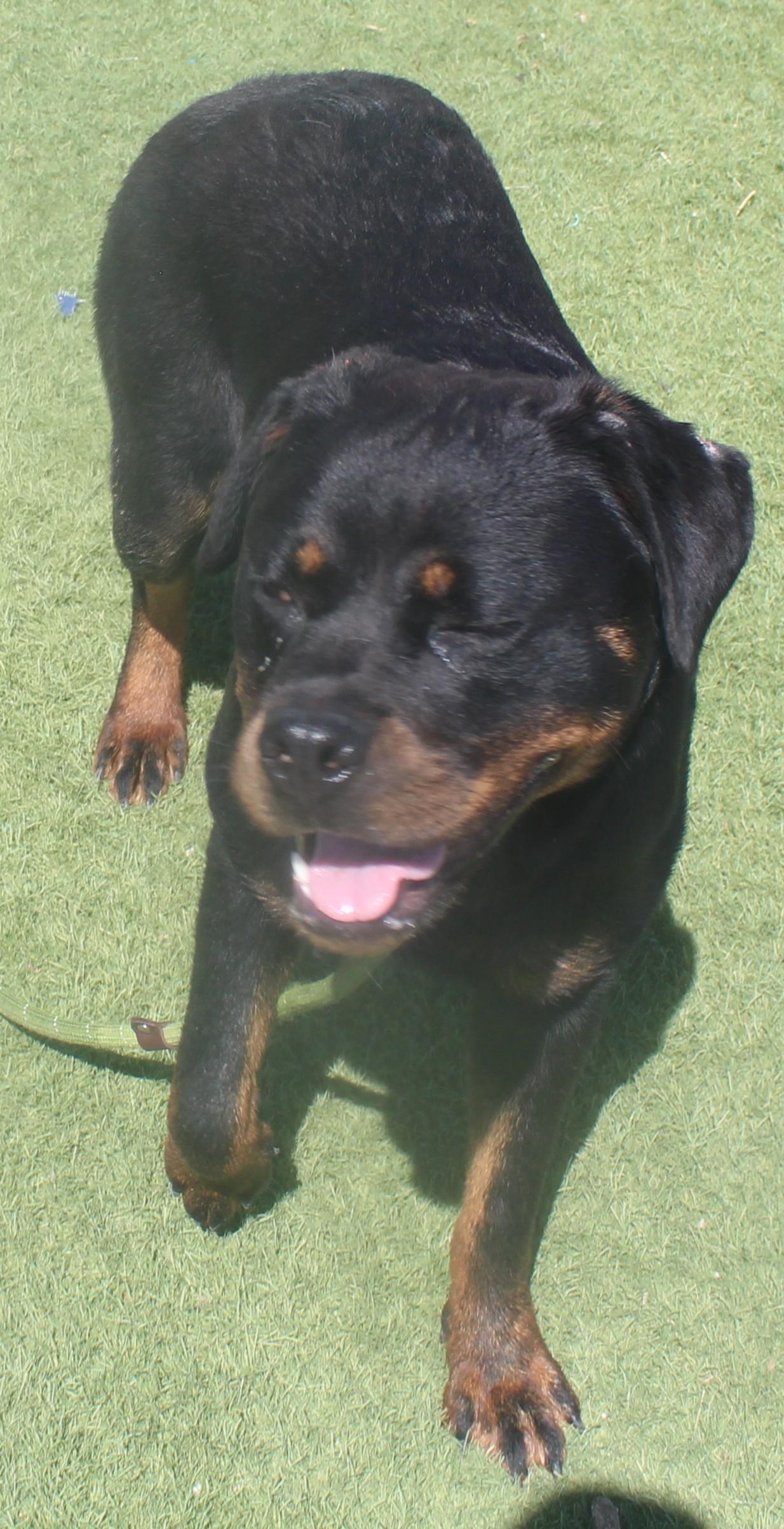 Enlarge MAY (AVAILABLE 06/20/2026) ***ADOPTIONS FEES WAIVED***, a ADOPTABLE Rottweiler in Wasco, CA image 3/5