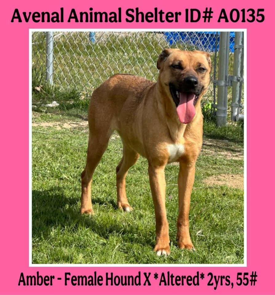 Amber, Adult Female unknown