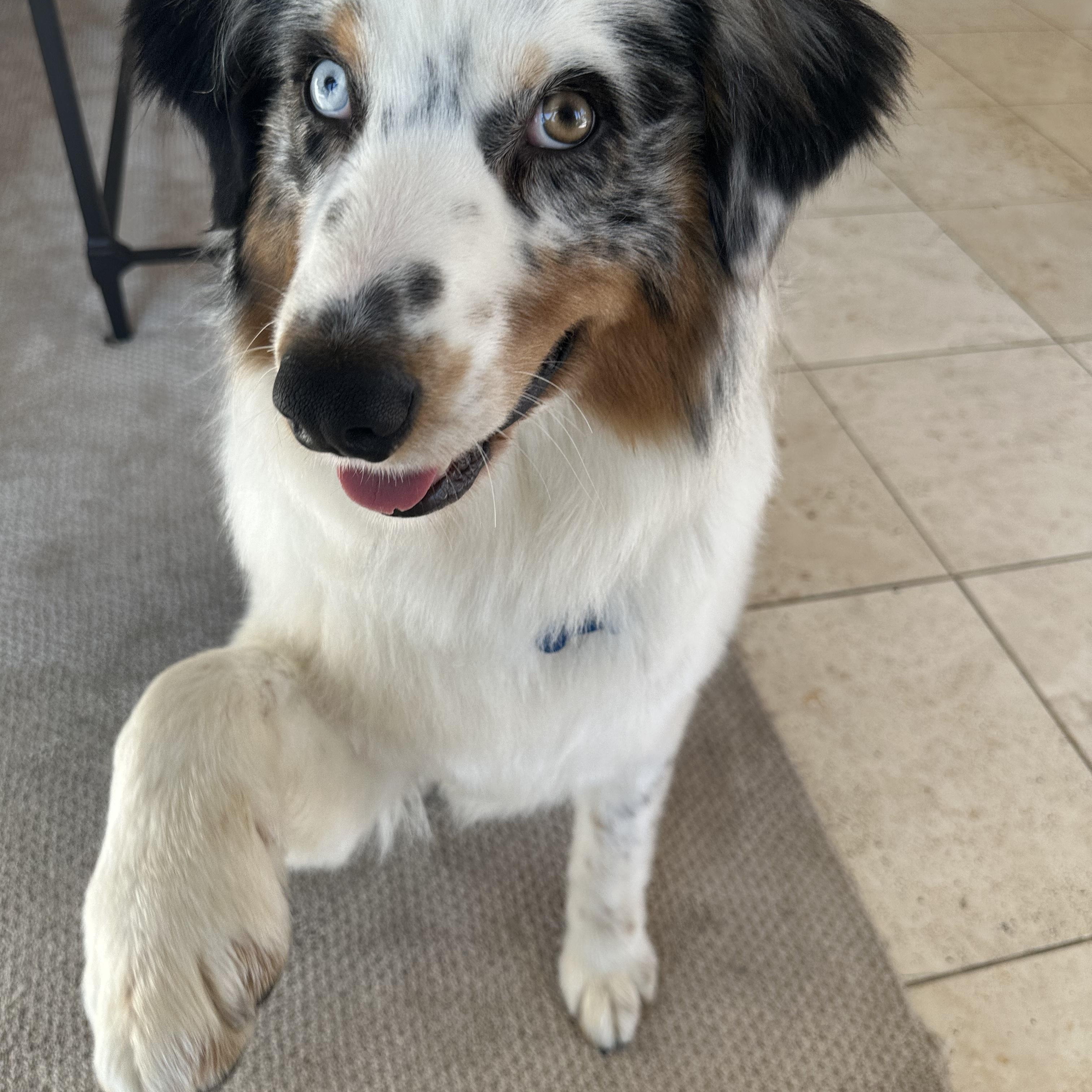 Enlarge Hero, an adopted Australian Shepherd in Tracy, CA image 5/5
