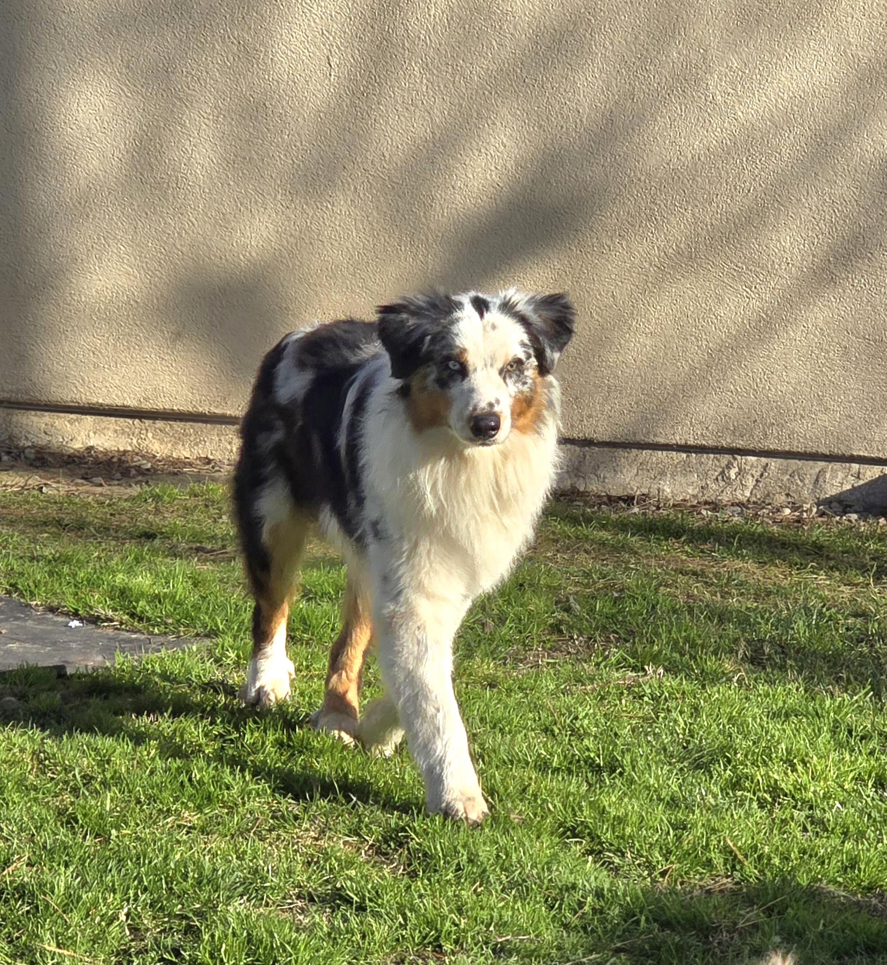 Enlarge Hero, a ADOPTABLE Australian Shepherd in Tracy, CA image 2/3