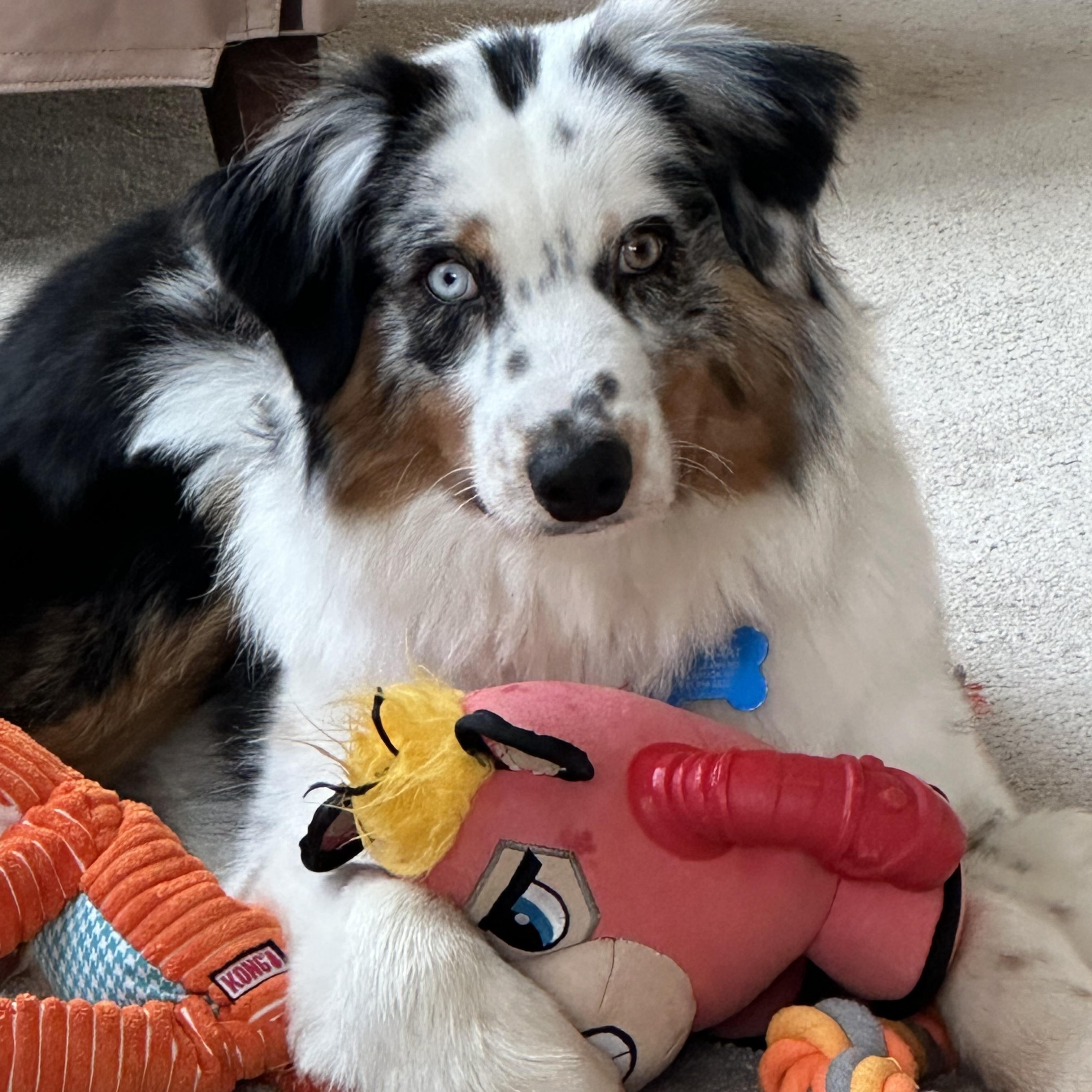 Enlarge Hero, an adopted Australian Shepherd in Tracy, CA image 1/5
