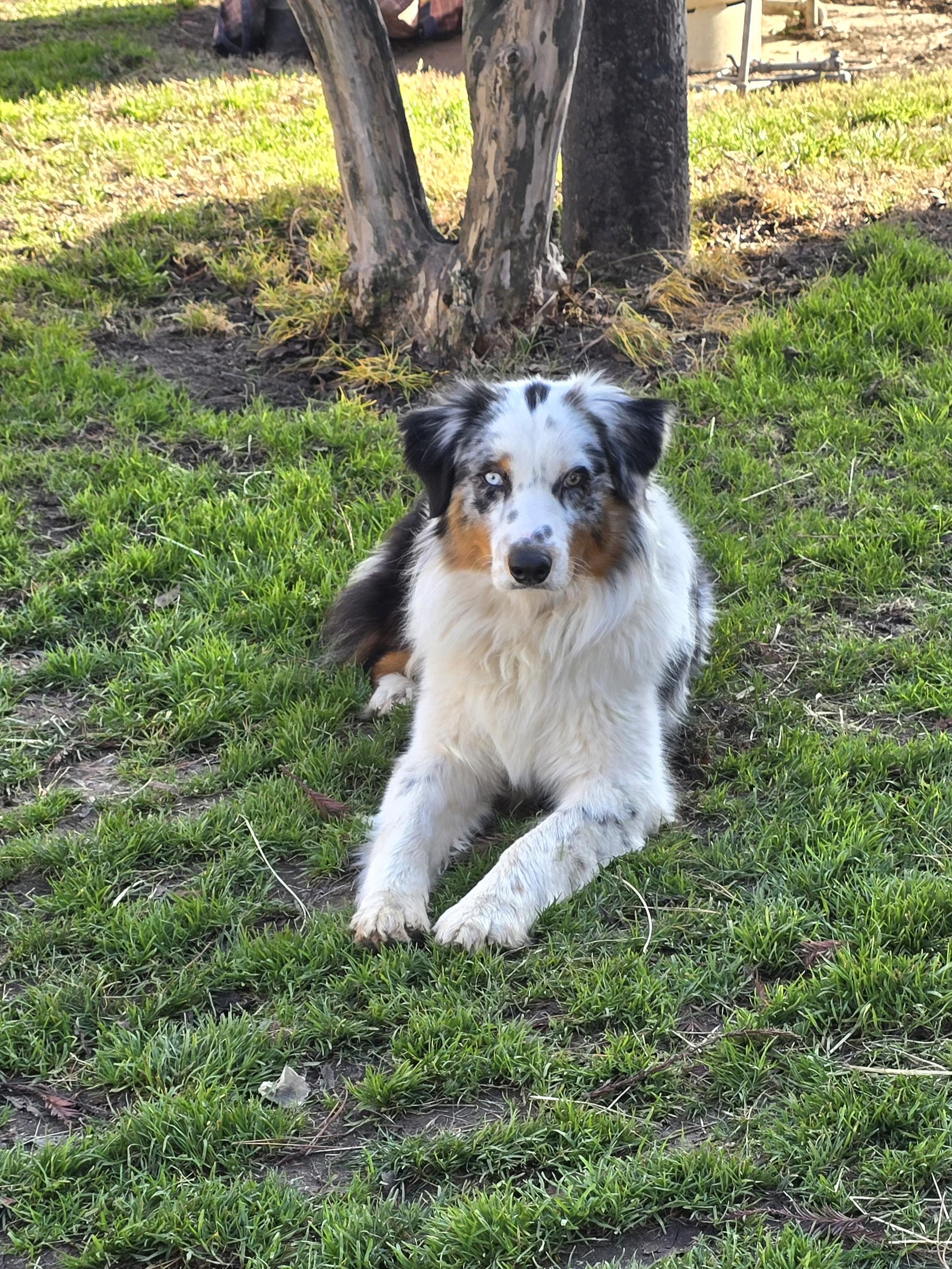 Enlarge Hero, a ADOPTABLE Australian Shepherd in Tracy, CA image 1/3