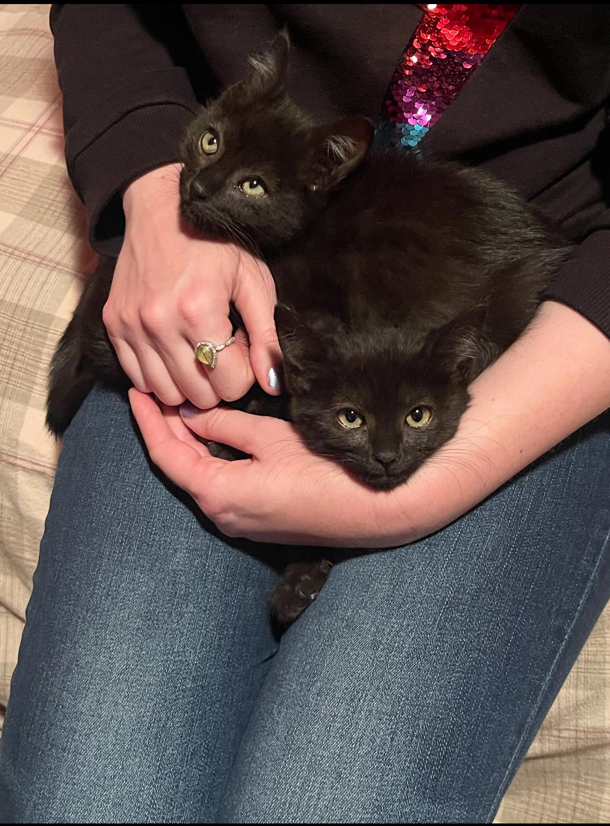 Hugs and Snuggles, a ADOPTABLE Domestic Short Hair in Oceanside, CA image 1/2