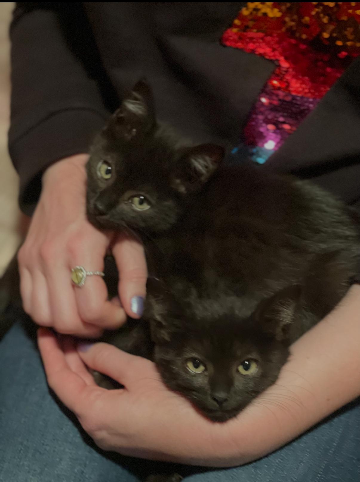 Hugs and Snuggles, a ADOPTABLE Domestic Short Hair in Oceanside, CA image 2/2