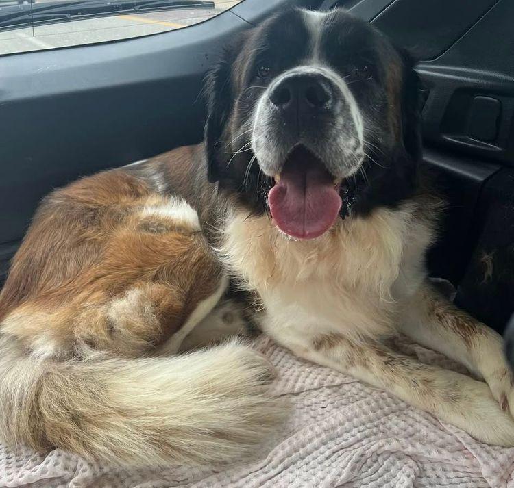 Bruno, Adoptable, Adult Male Saint Bernard.