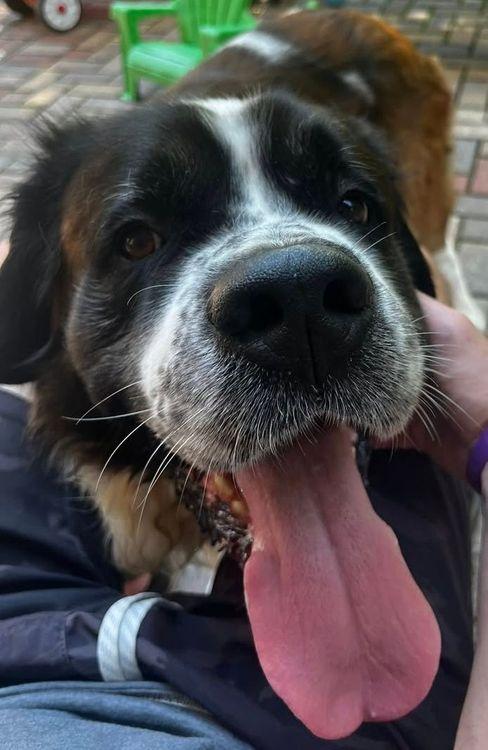 Bruno, a Adoptable Saint Bernard in Larkspur, CO image 2/4