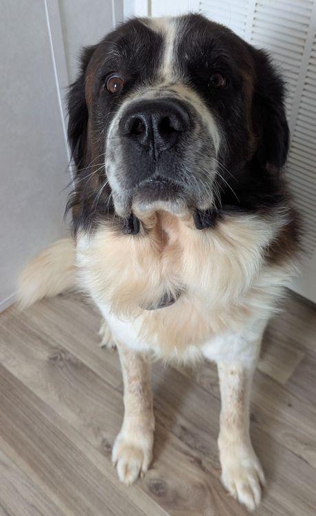 Bruno, a Adoptable Saint Bernard in Larkspur, CO image 3/4