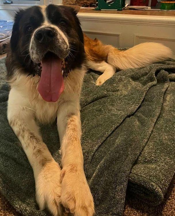 Bruno, a Adoptable Saint Bernard in Larkspur, CO image 4/4