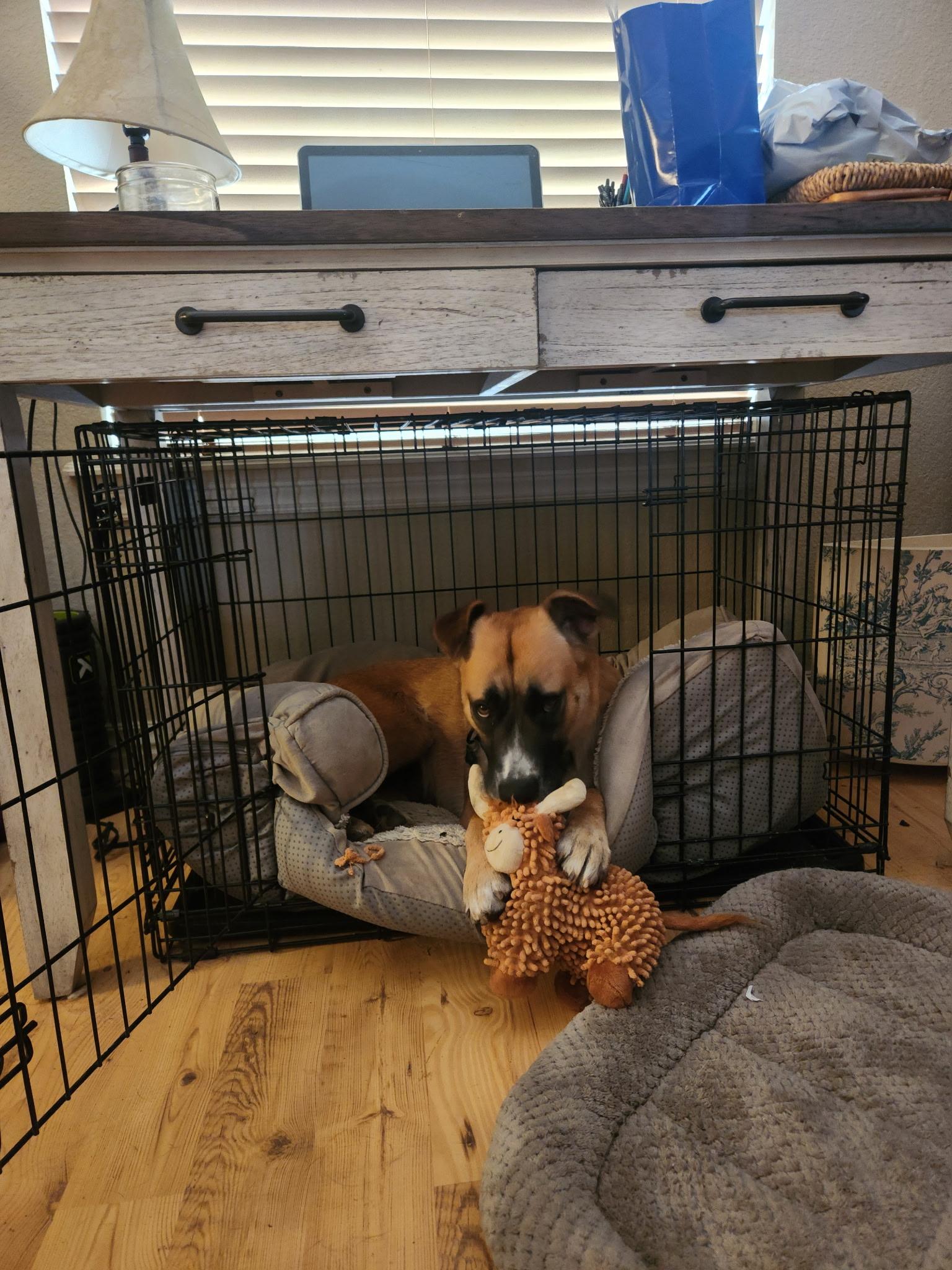 Sunny (foster to adopt), ADOPTABLE, Adult Female Black Mouth Cur & Shepherd.