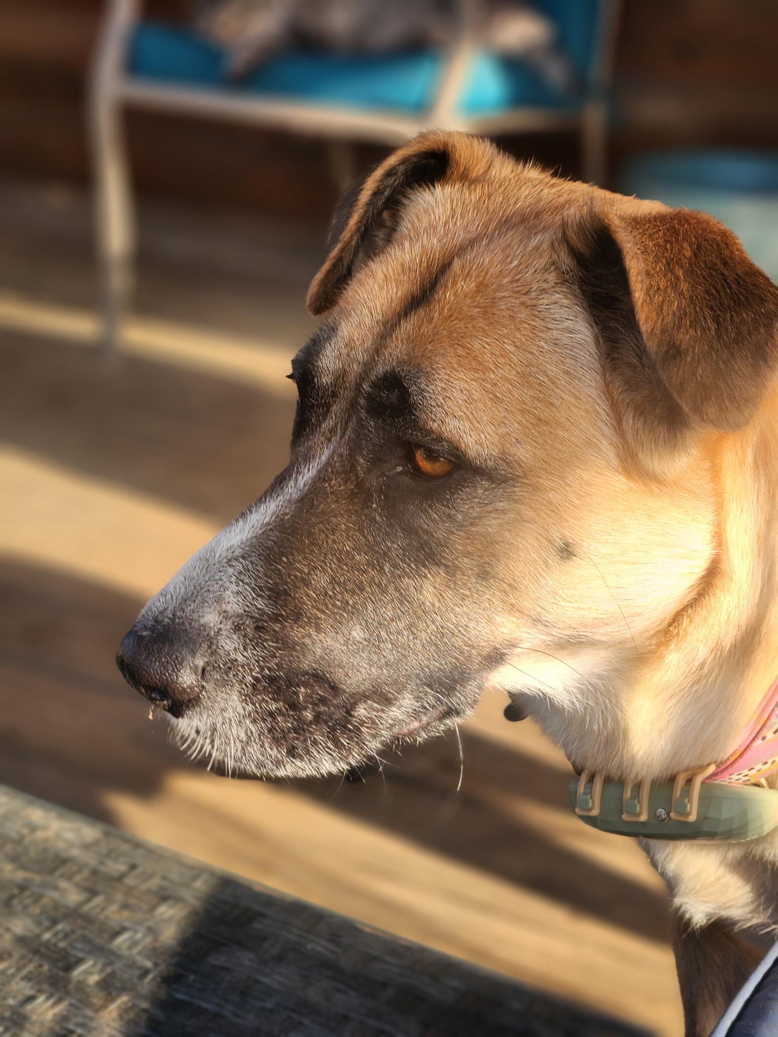 Enlarge Sunny (foster to adopt), a ADOPTABLE mixed breed in White Lake, MI image 5/6