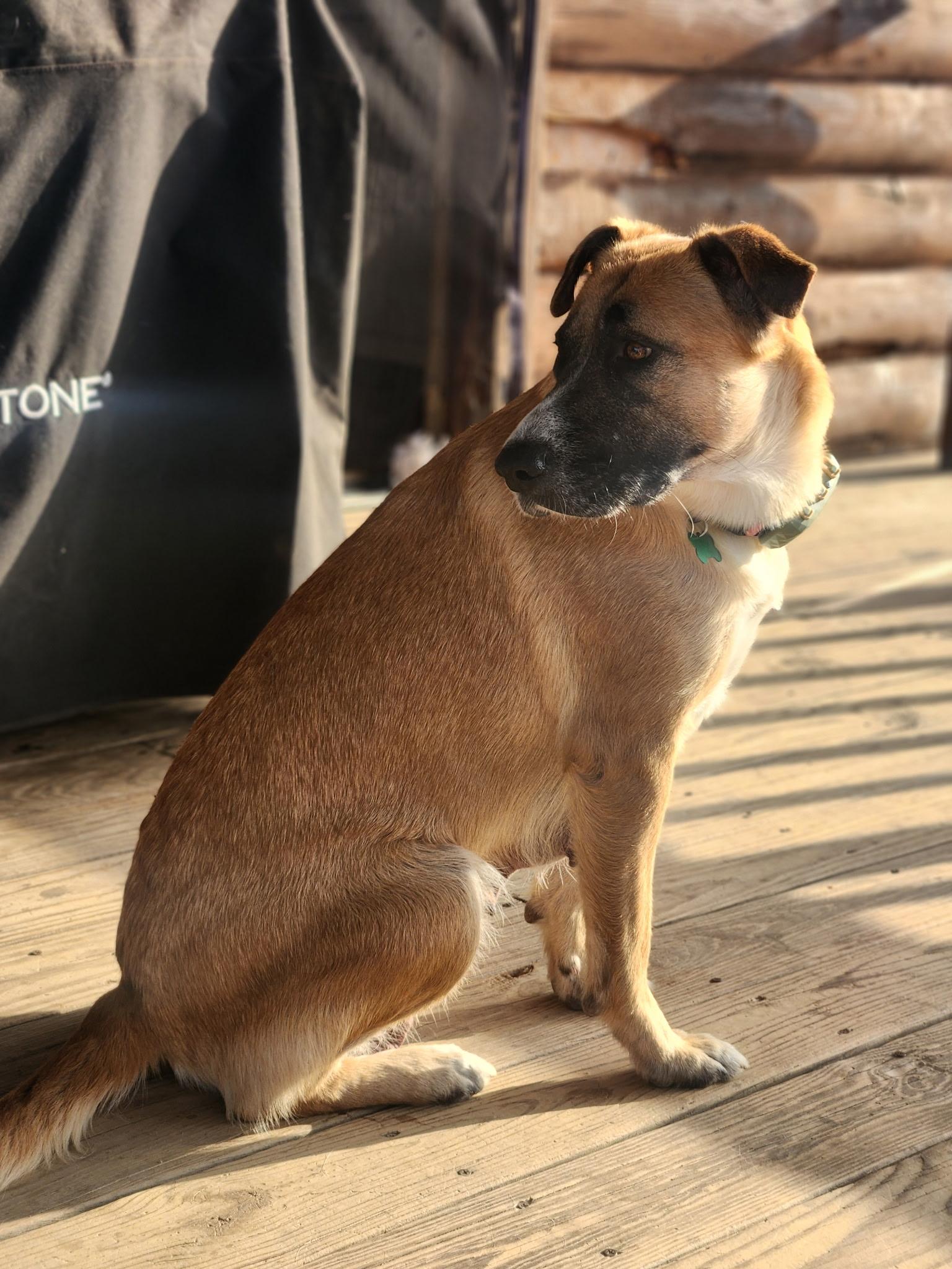 Enlarge Sunny (foster to adopt), a ADOPTABLE mixed breed in White Lake, MI image 4/6