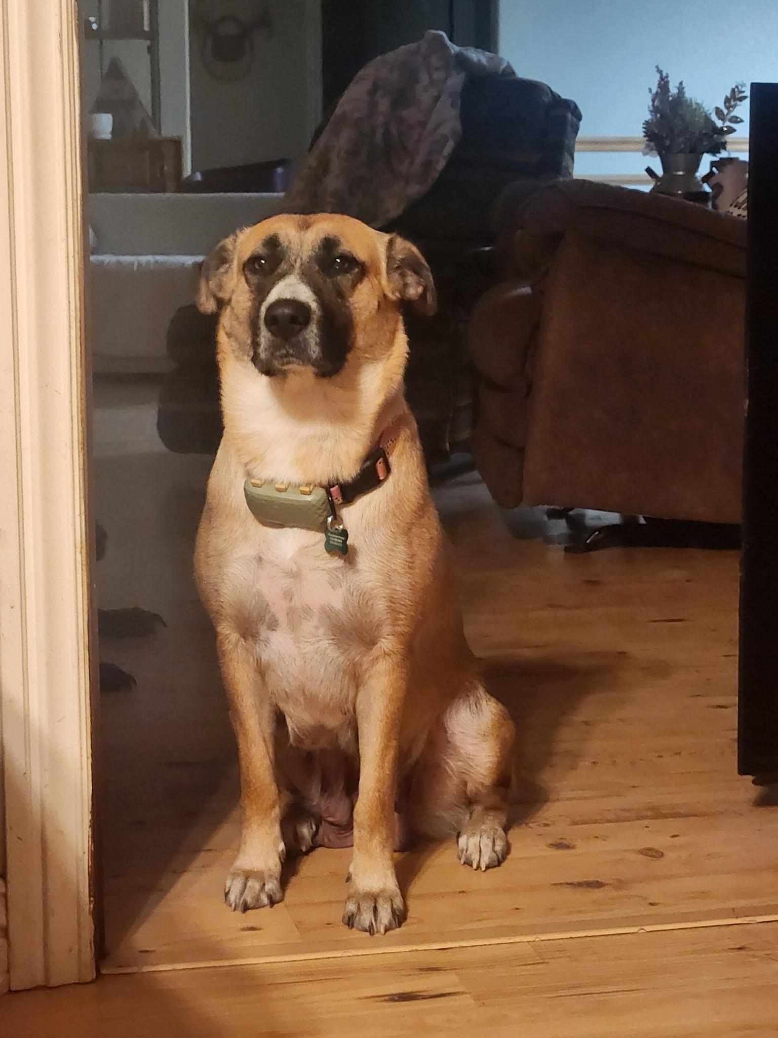 Enlarge Sunny (foster to adopt), a ADOPTABLE mixed breed in White Lake, MI image 2/6