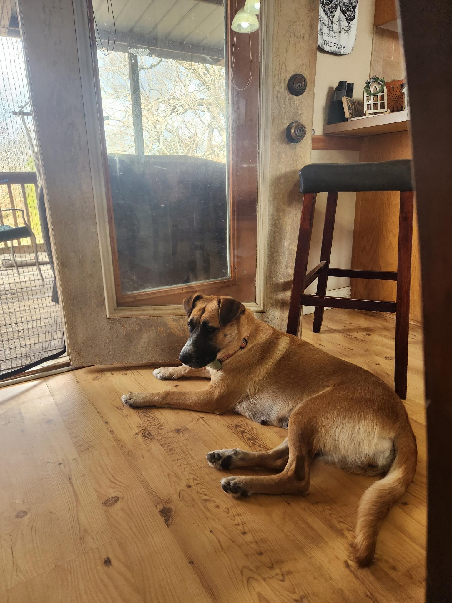 Enlarge Sunny (foster to adopt), a ADOPTABLE mixed breed in White Lake, MI image 6/6