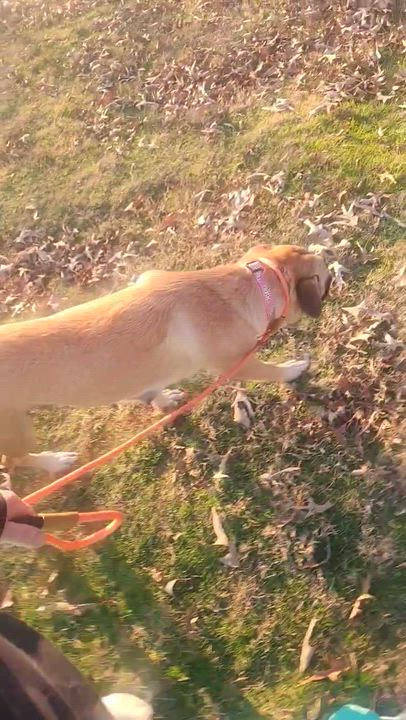 Enlarge Sunny (foster to adopt), a ADOPTABLE mixed breed in White Lake, MI video 3/6