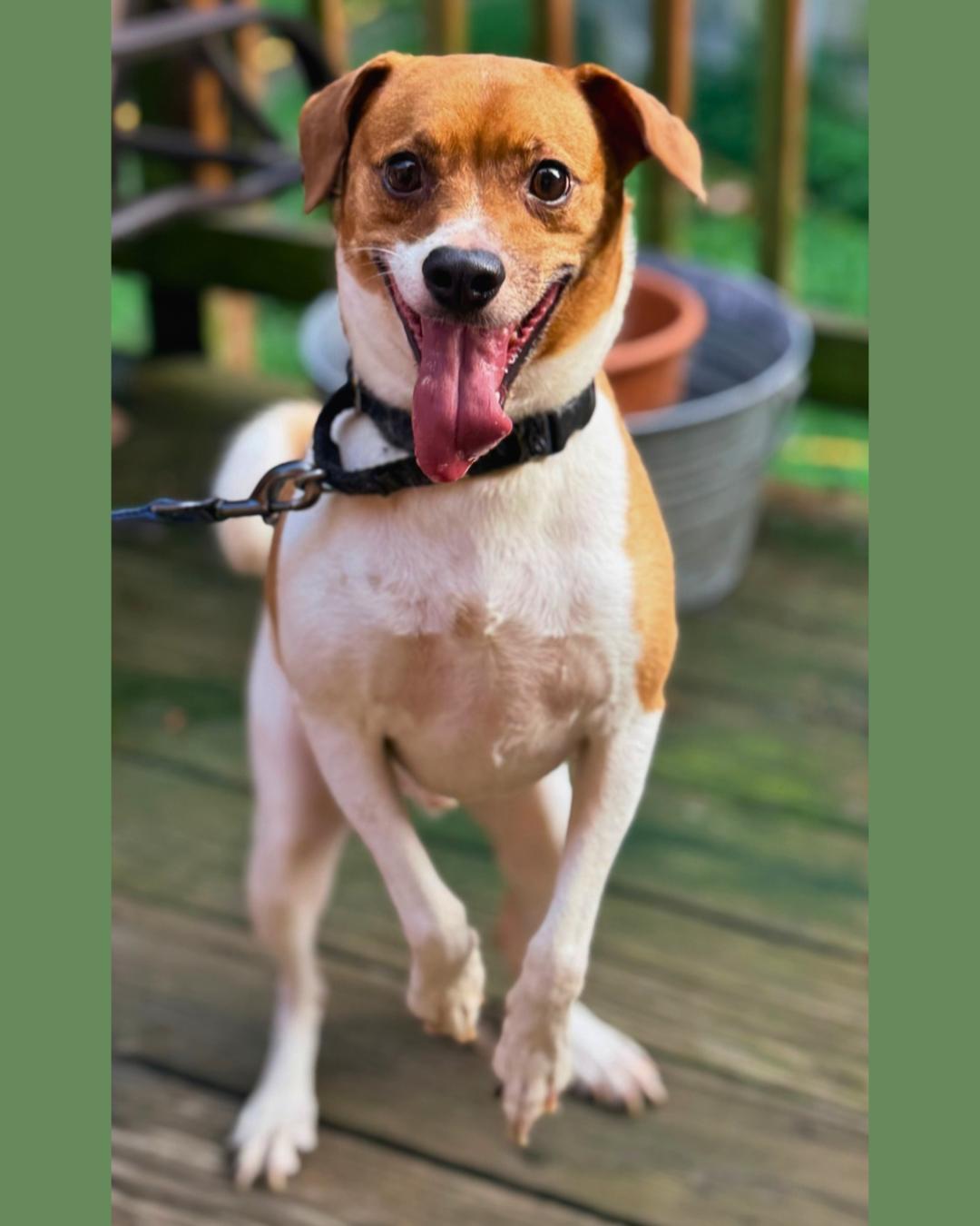 Enlarge Theo, a Adoptable Terrier in forked river, NJ image 6/6