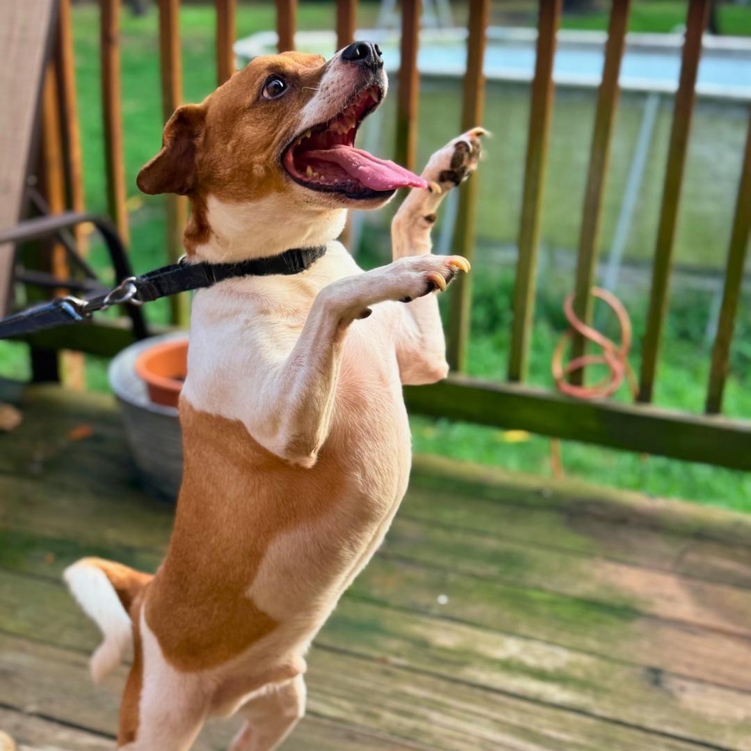 Theo, Adoptable, Young Male Terrier.