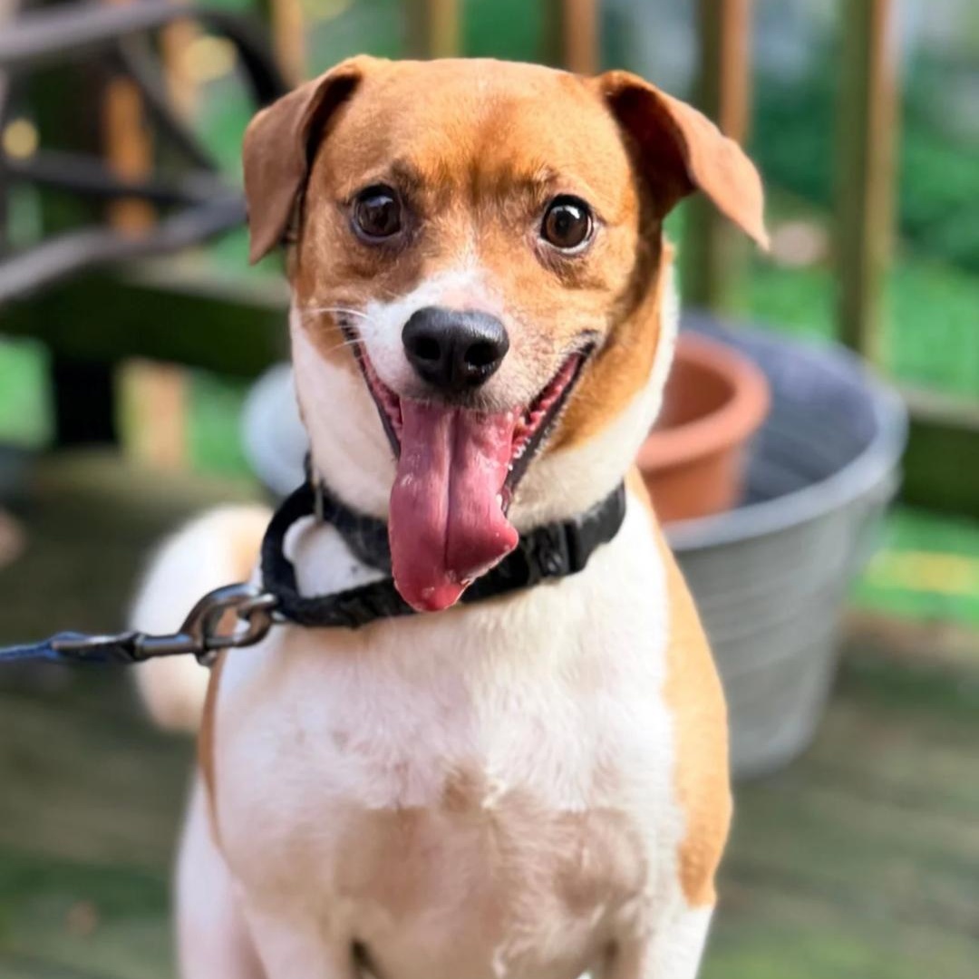 Enlarge Theo, a Adoptable Terrier in forked river, NJ image 4/6
