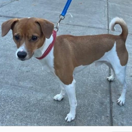 Enlarge Theo, a Adoptable Terrier in forked river, NJ image 5/6
