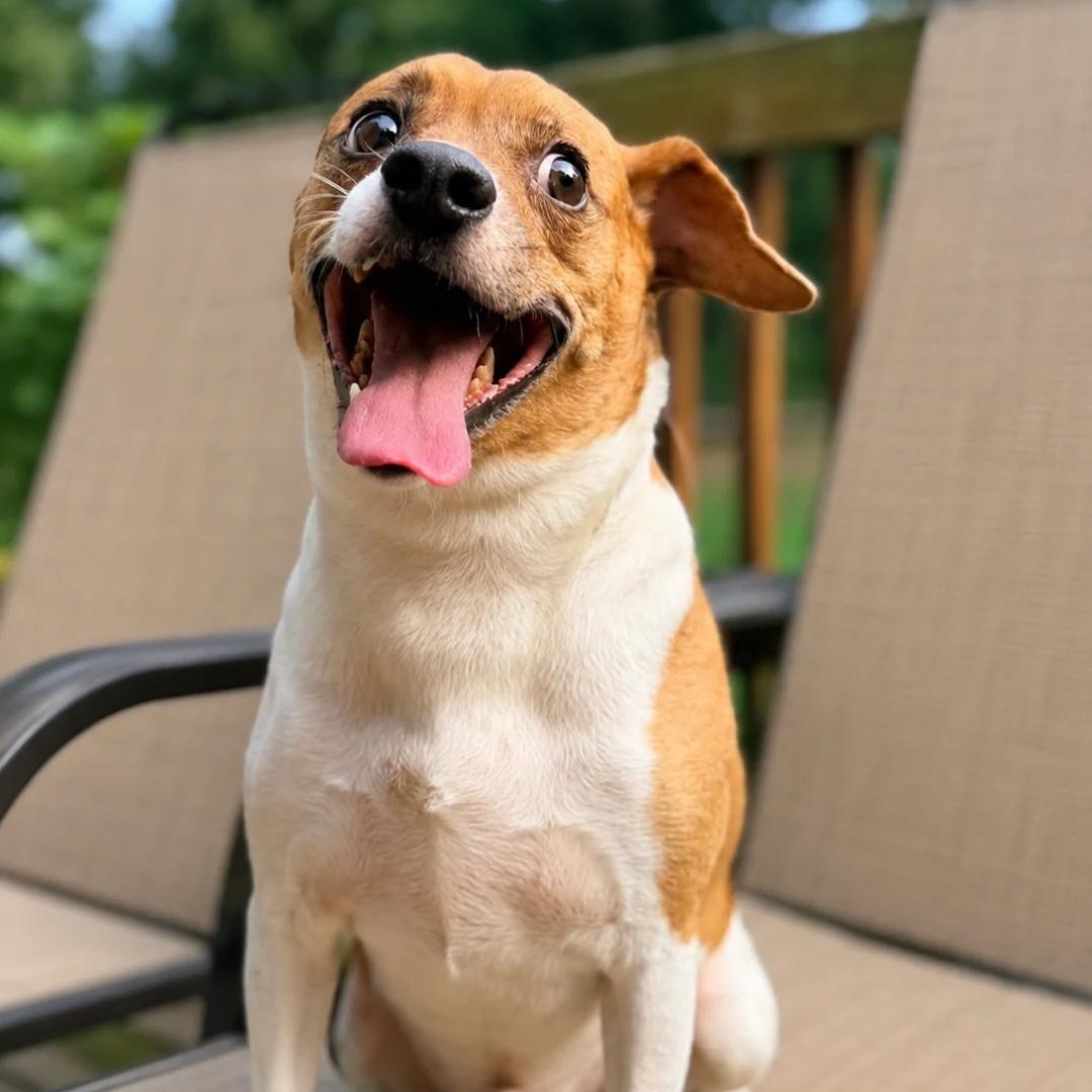 Enlarge Theo, a Adoptable Terrier in forked river, NJ image 3/6