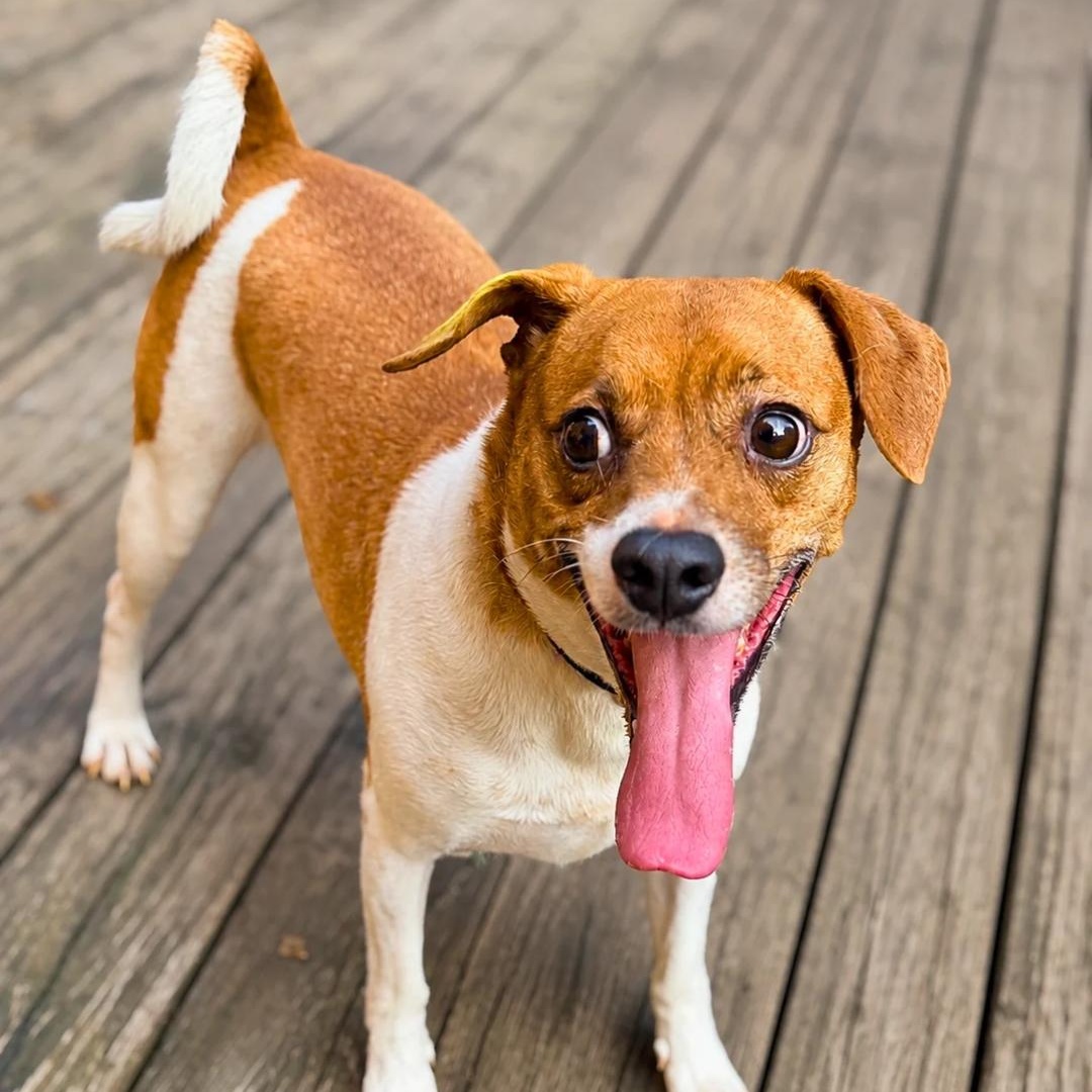 Enlarge Theo, a Adoptable Terrier in forked river, NJ image 2/6