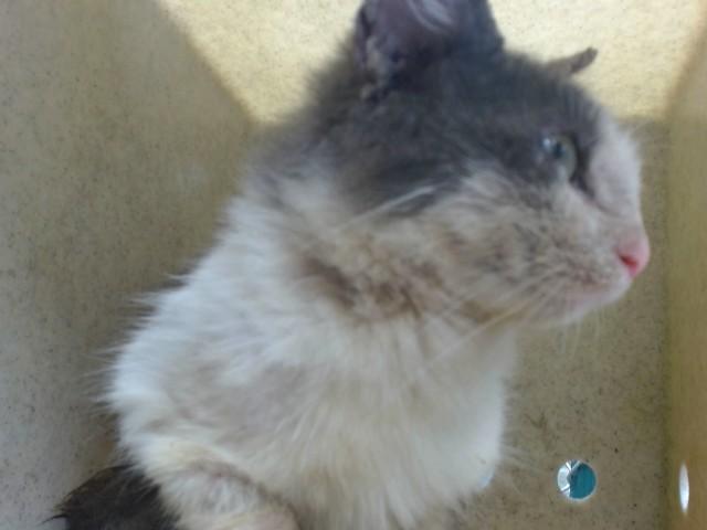 KIRINA, Adoptable, Young Female Domestic Short Hair.