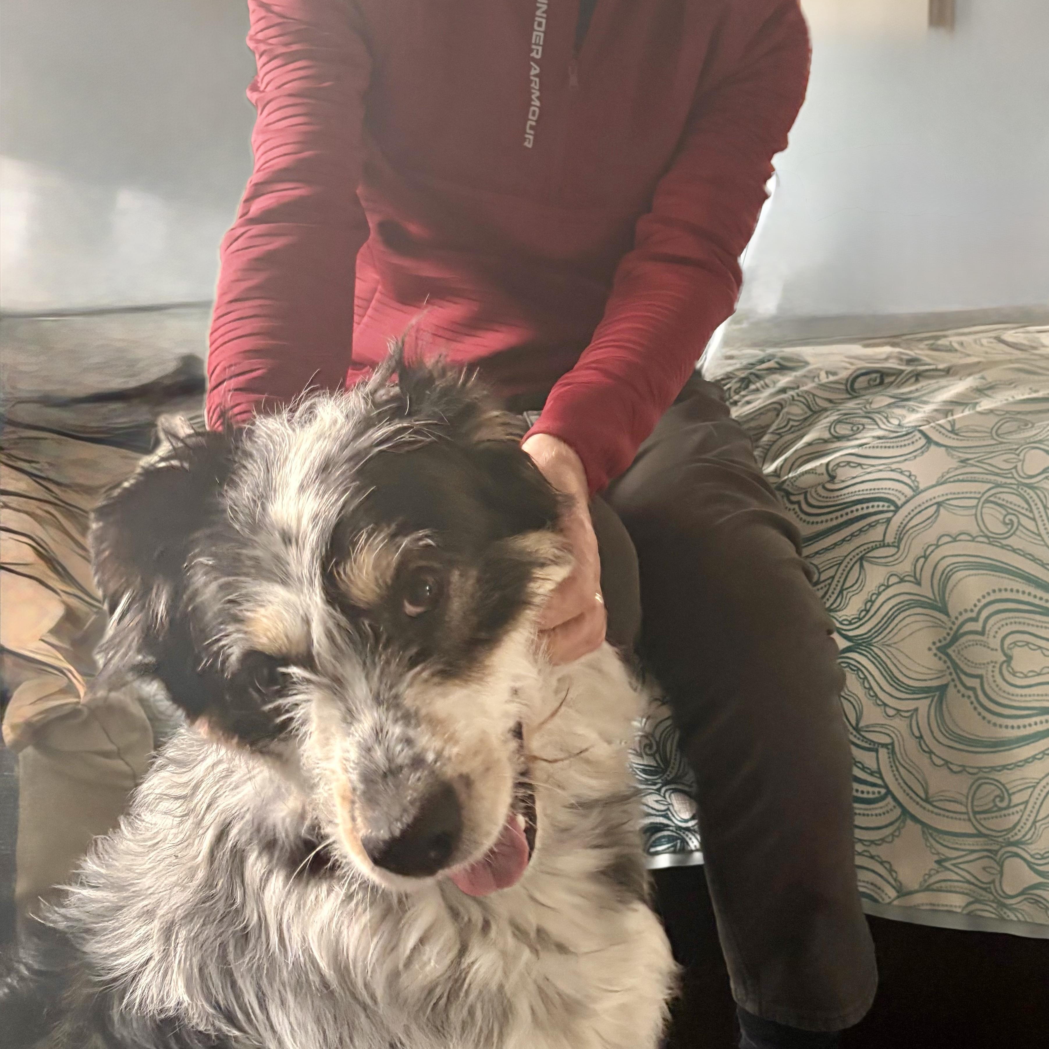 Enlarge Cannoli, an adopted mixed breed in Toronto, ON image 4/5
