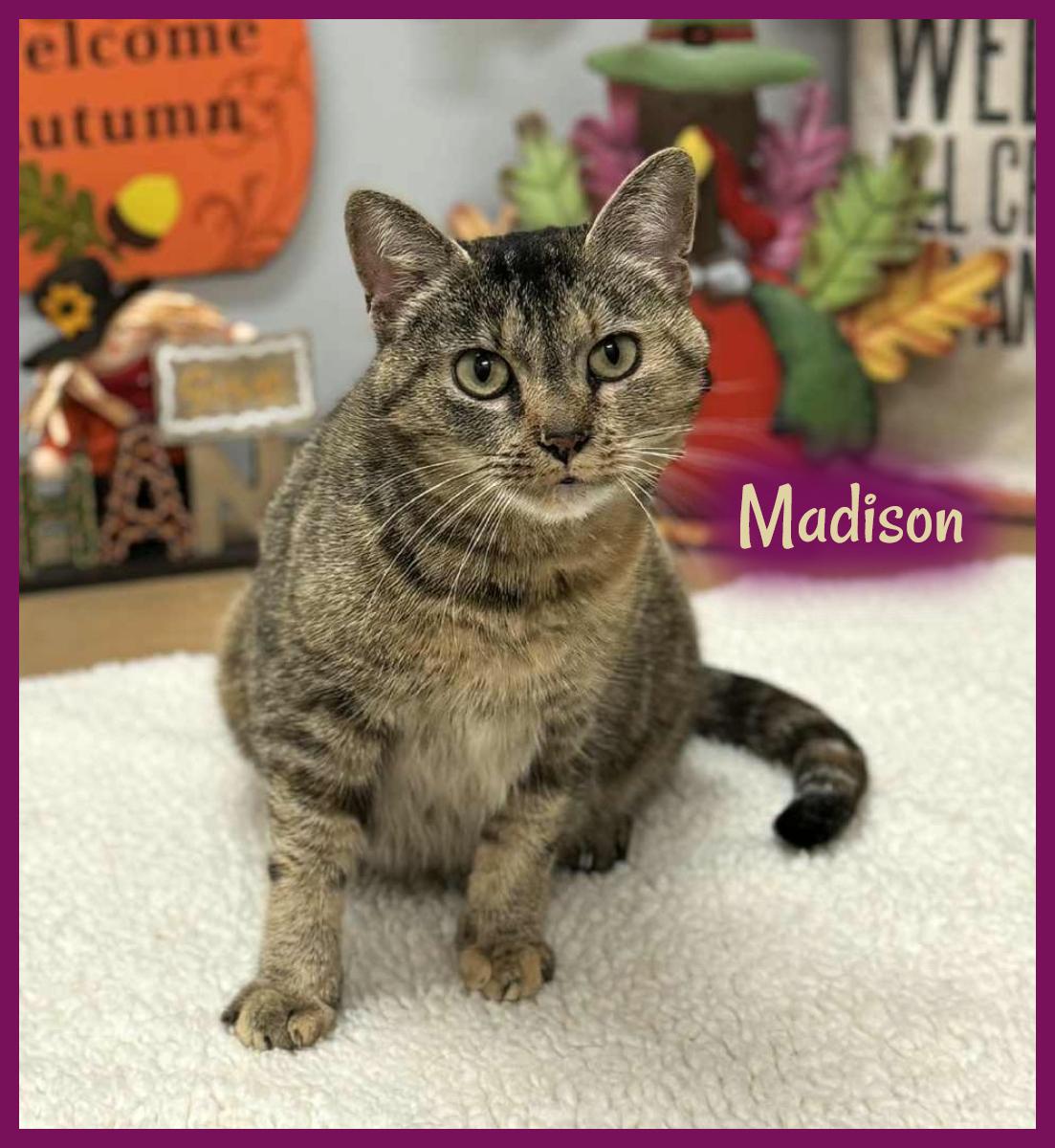 Enlarge Madison, an adopted Domestic Short Hair in Wedowee, AL image 1/4