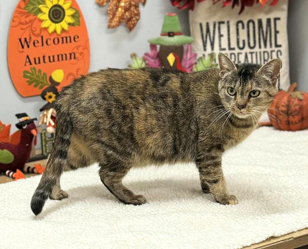 Enlarge Madison, an adopted Domestic Short Hair in Wedowee, AL image 2/4