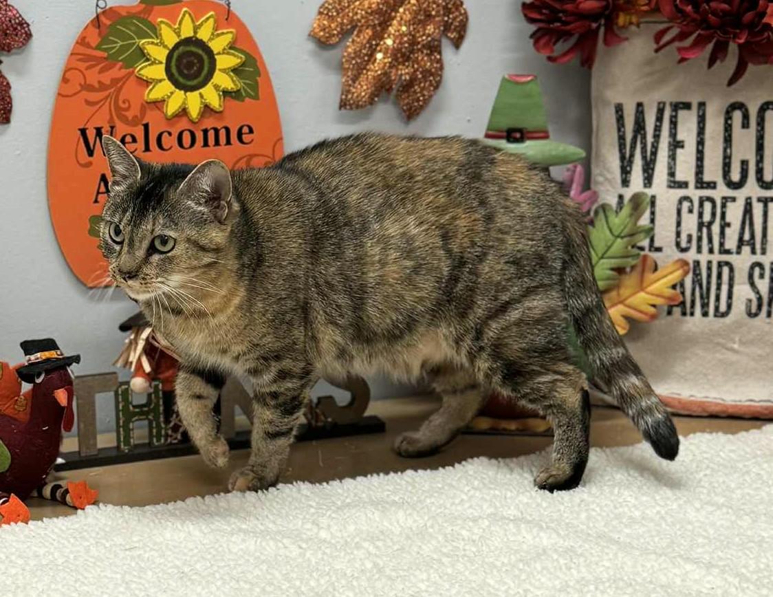 Enlarge Madison, an adopted Domestic Short Hair in Wedowee, AL image 3/4