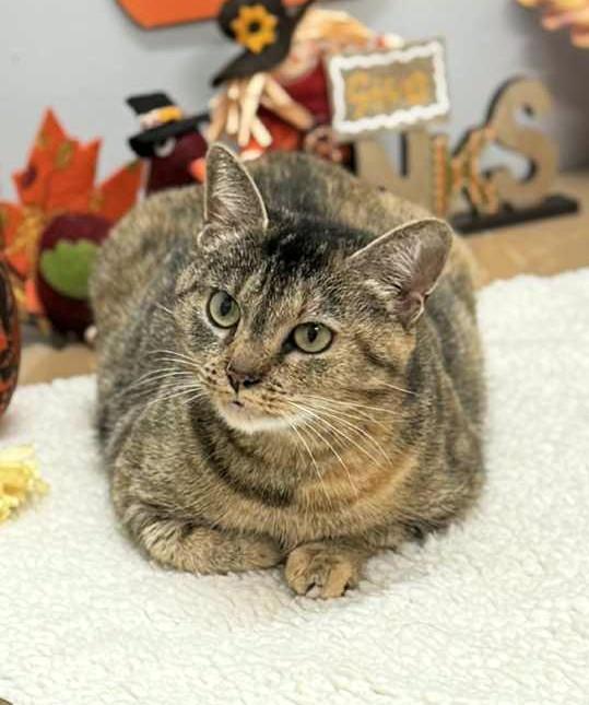 Enlarge Madison, an adopted Domestic Short Hair in Wedowee, AL image 4/4