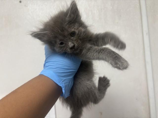 Enlarge RHEA, a Adoptable Domestic Short Hair in San Bernardino, CA image 1/1