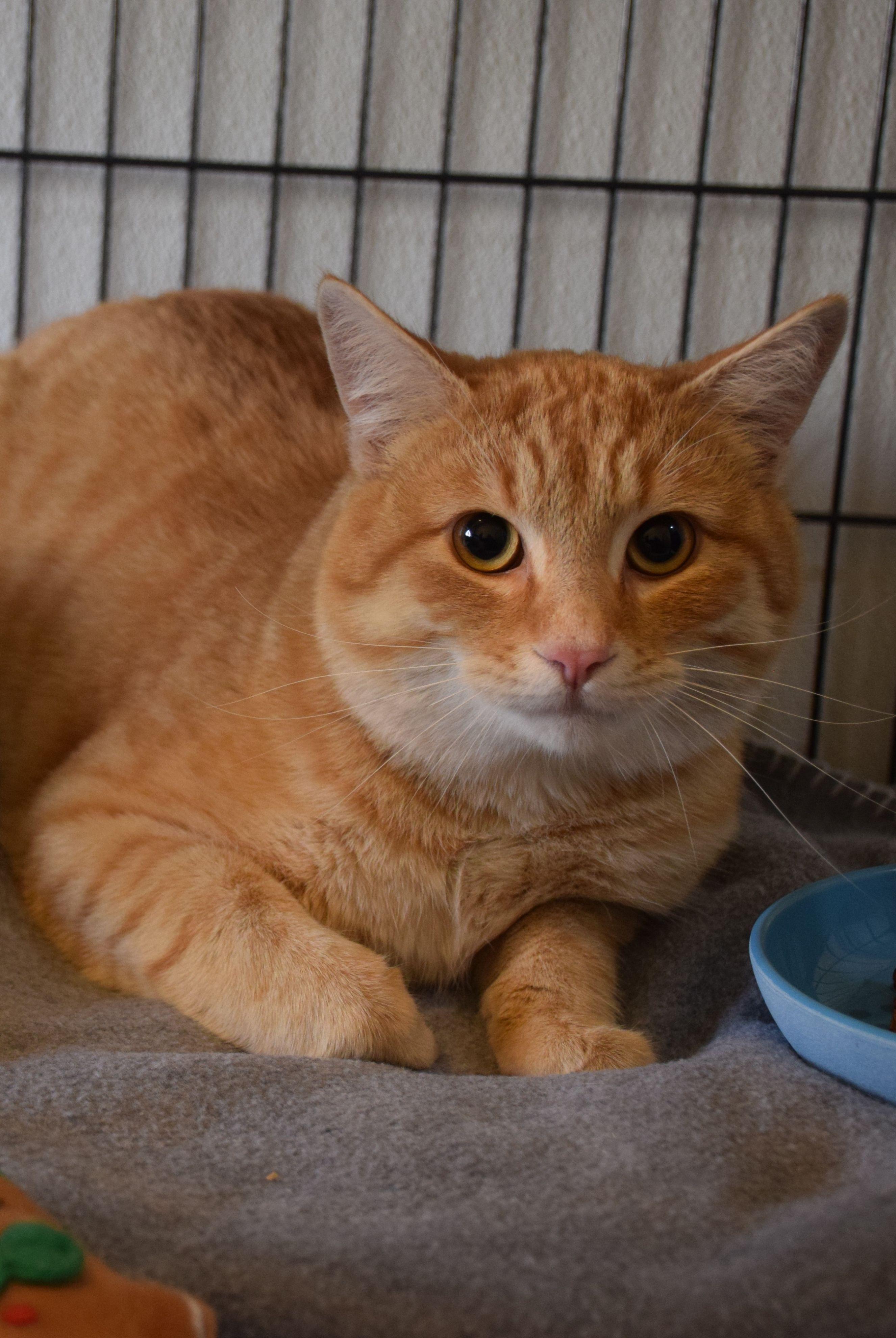 Enlarge Stanley, an adopted Tabby in Claresholm, AB image 1/1