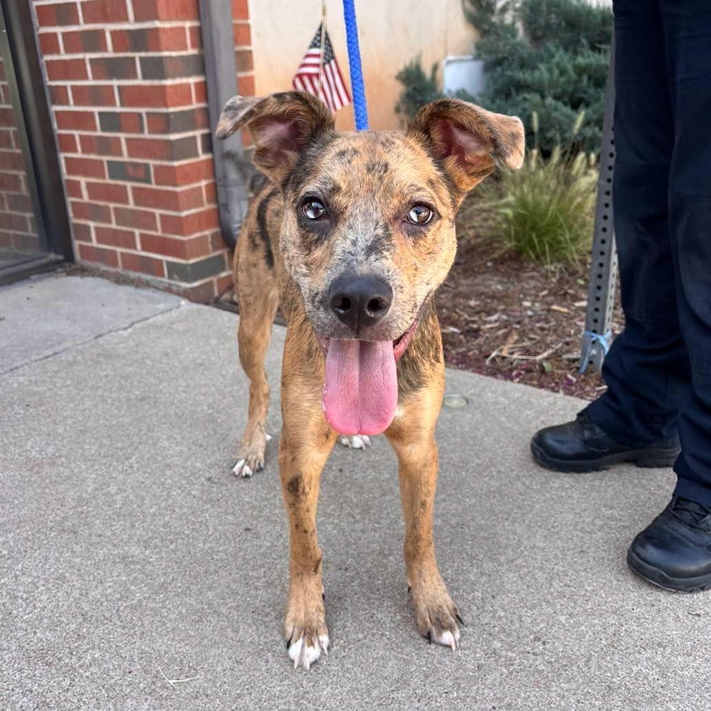 Kenny, ADOPTABLE, Young Male Catahoula Leopard Dog & Pit Bull Terrier.