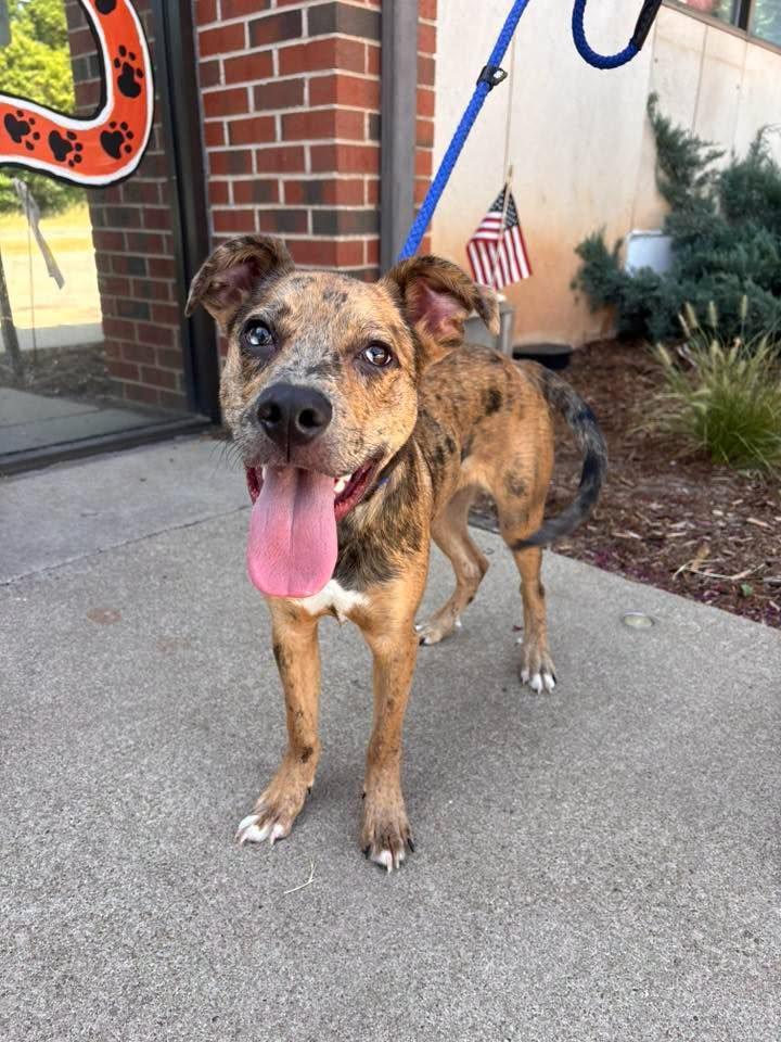 Enlarge Kenny, a ADOPTABLE mixed breed in Stillwater, OK image 2/2