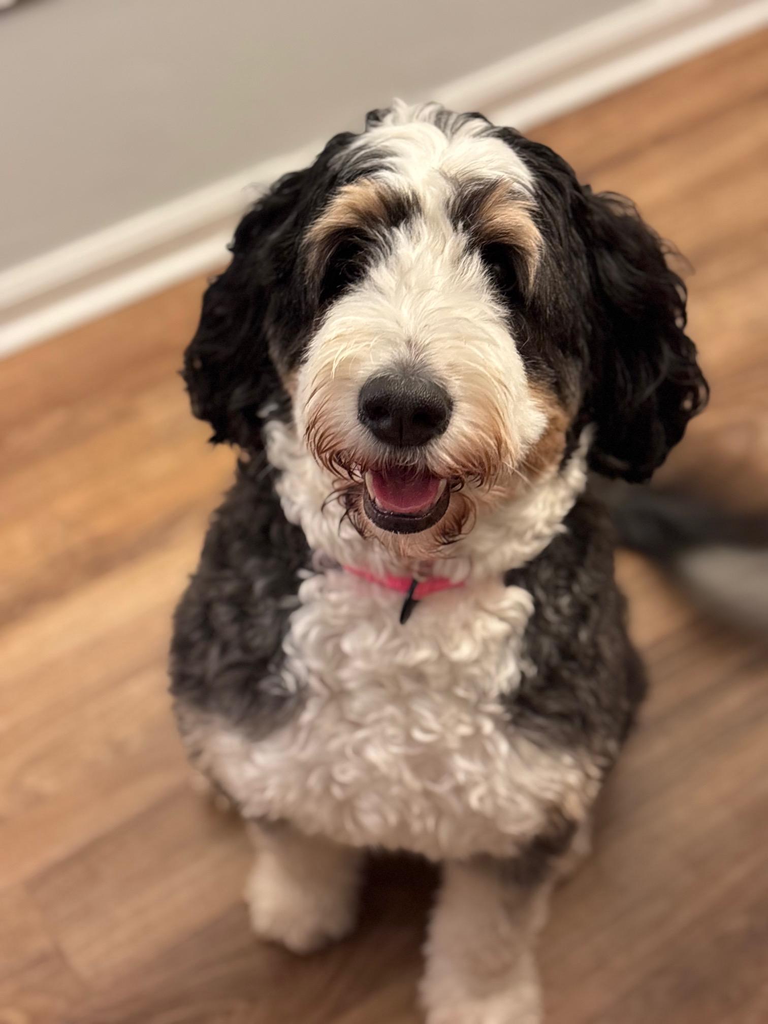 Enlarge Lily, an adopted Bernedoodle in Atlanta, GA image 1/4