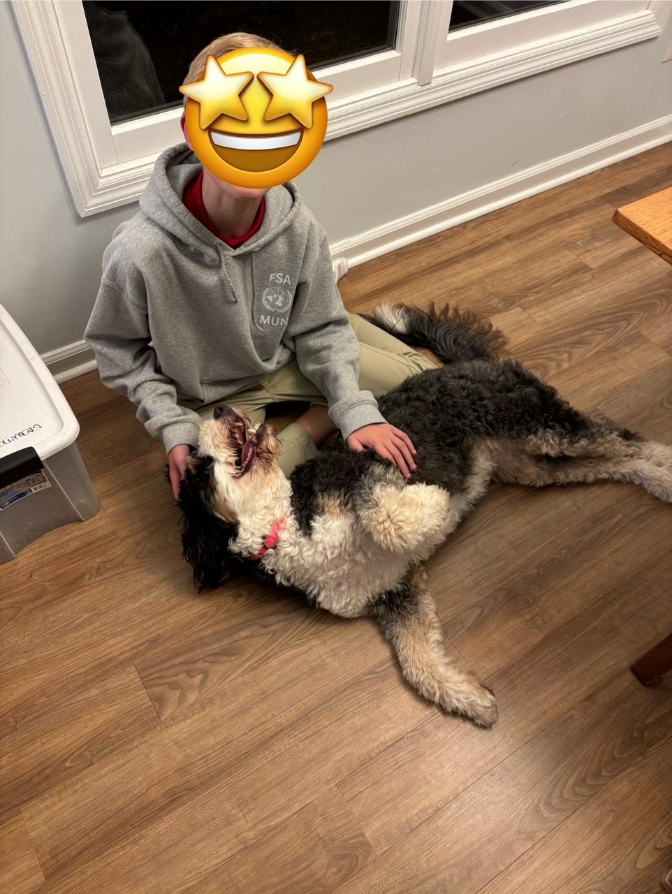 Enlarge Lily, an adopted Bernedoodle in Atlanta, GA image 4/4