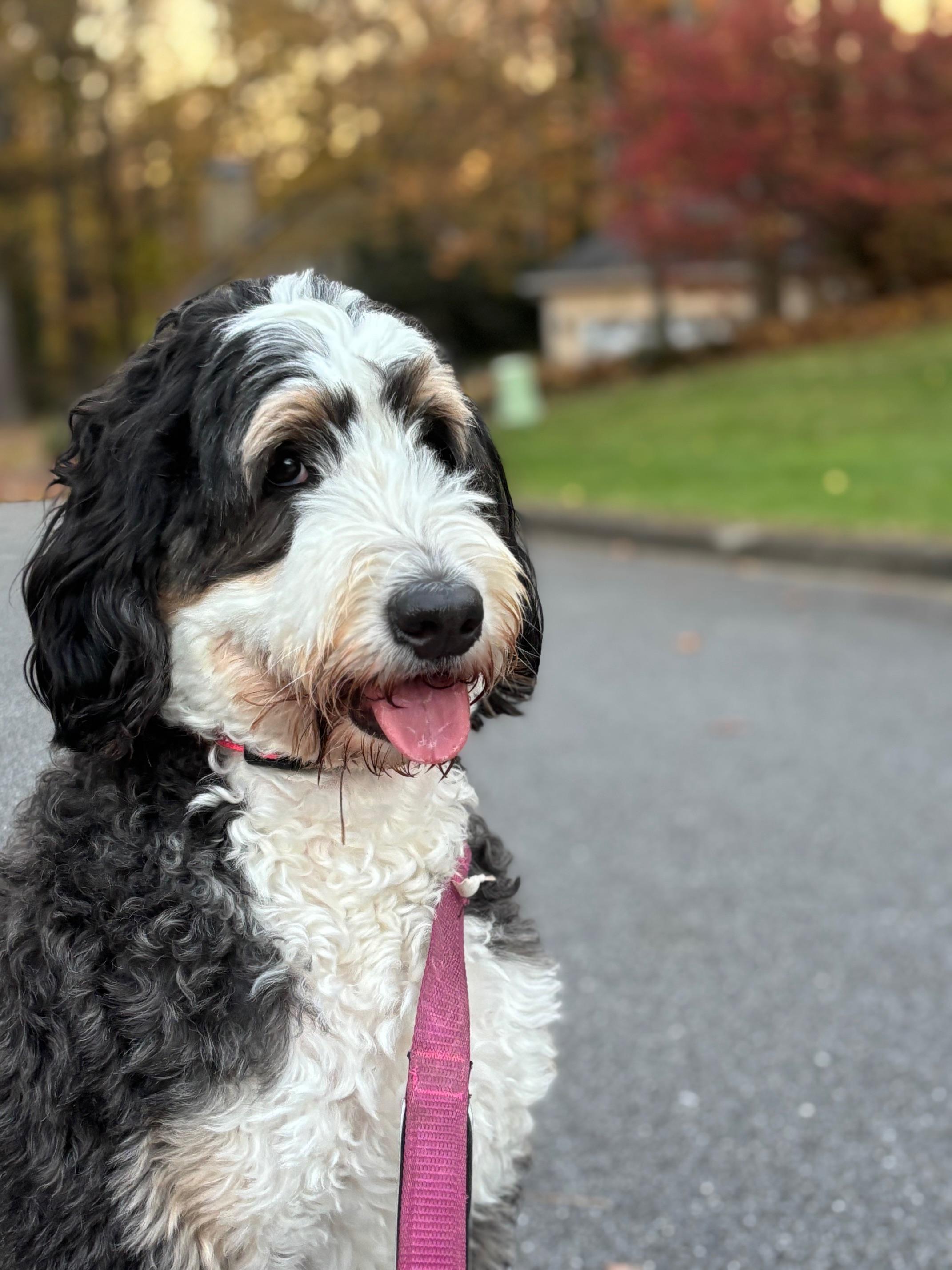 Enlarge Lily, an adopted Bernedoodle in Atlanta, GA image 2/4