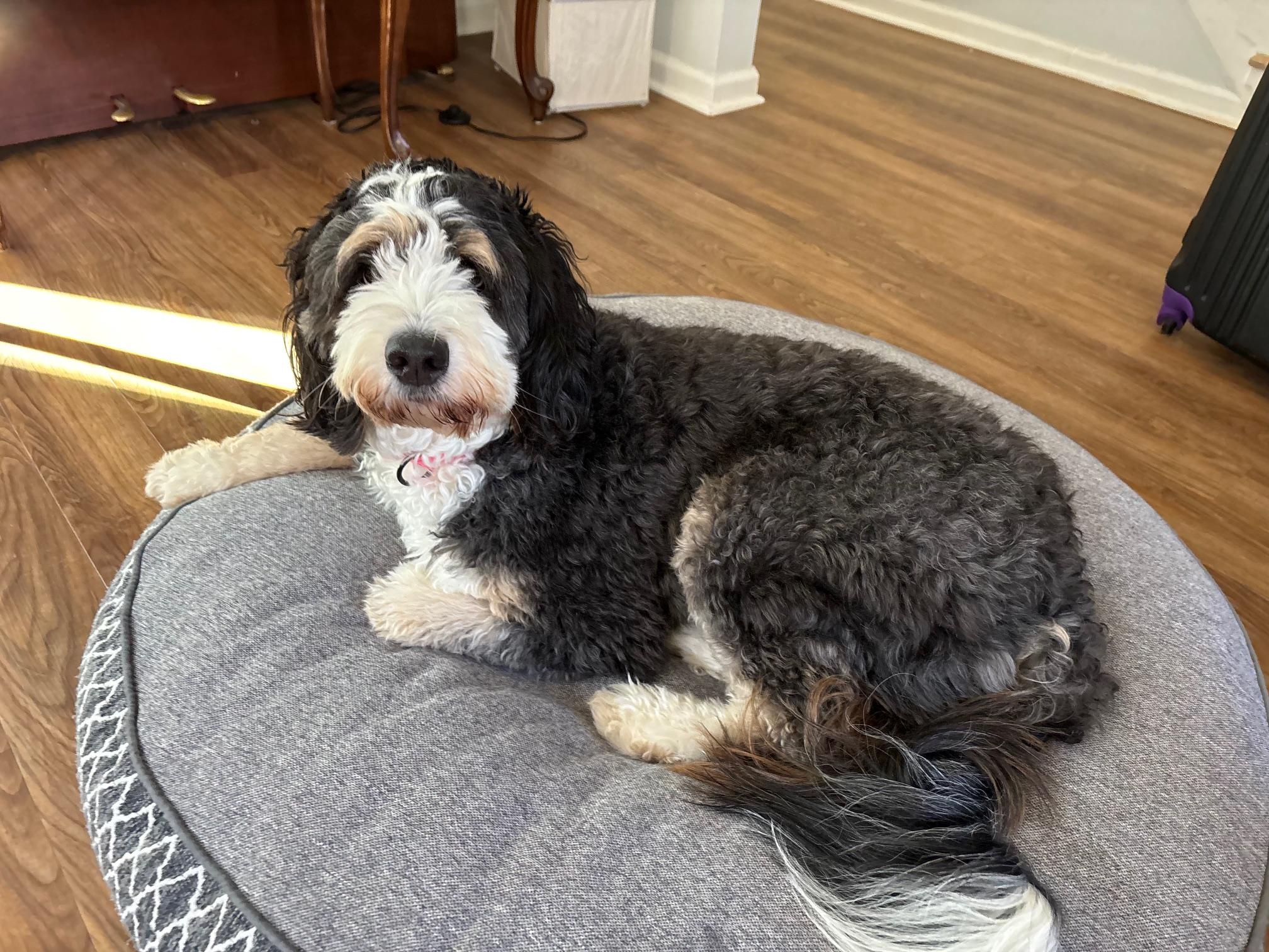 Enlarge Lily, an adopted Bernedoodle in Atlanta, GA image 3/4
